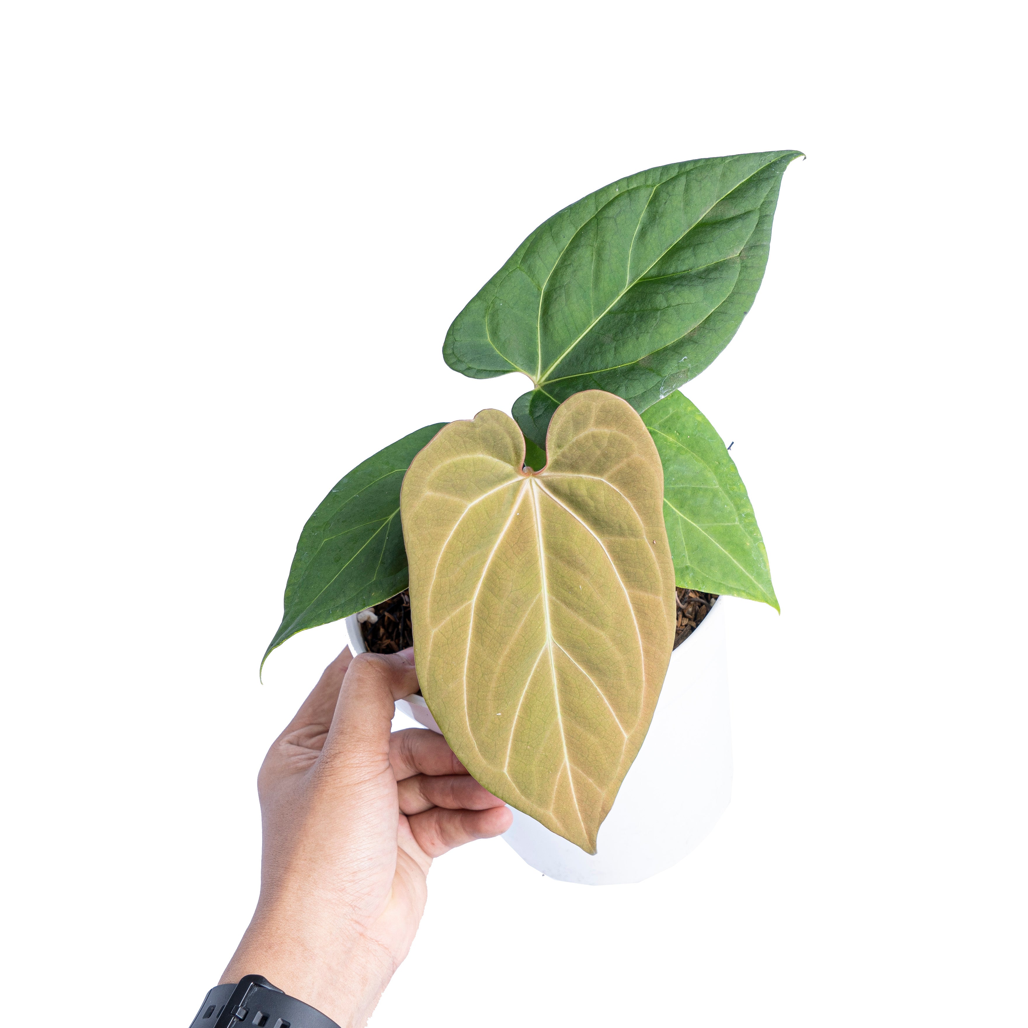 Anthurium king of spades x papillilaminum