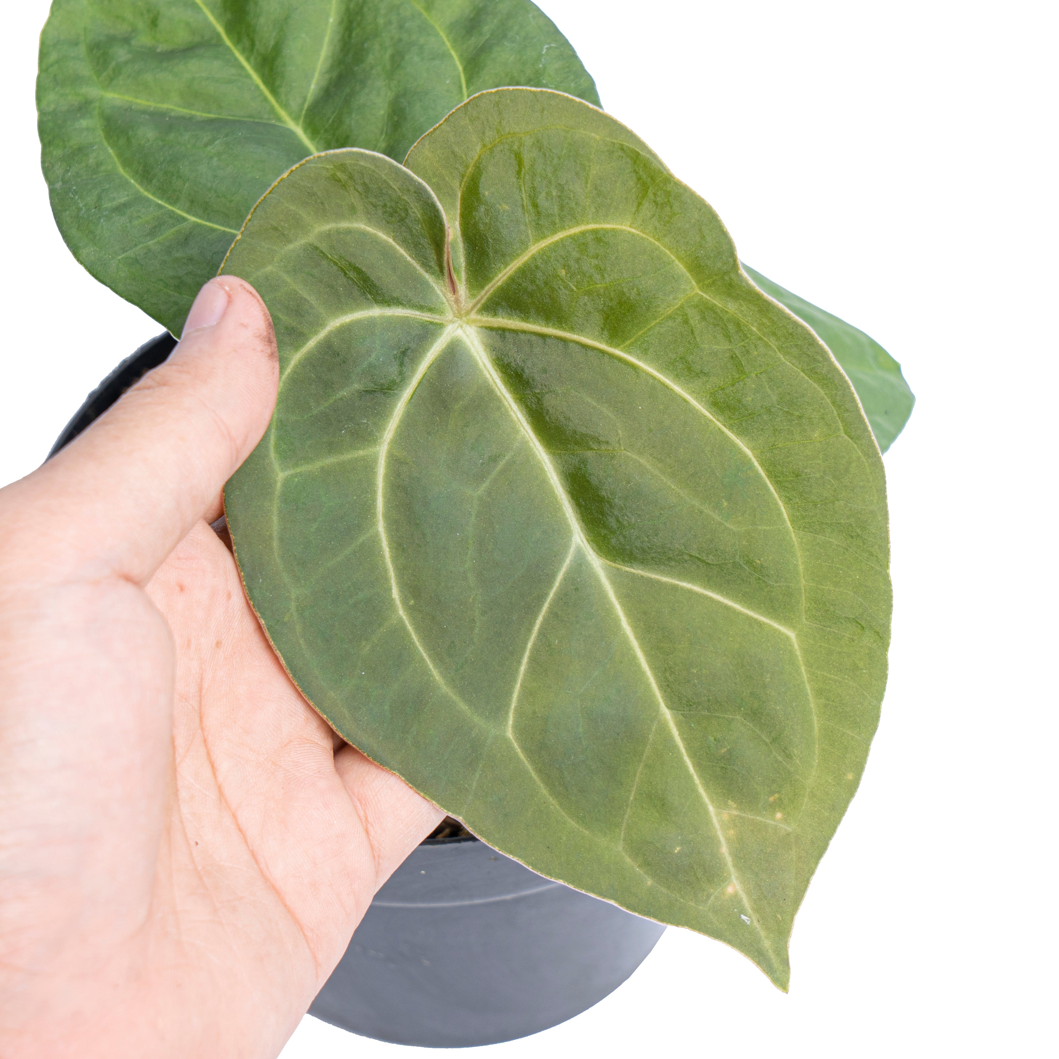 Anthurium luxurians Indonesian type x Magnificum - Aroidmarket