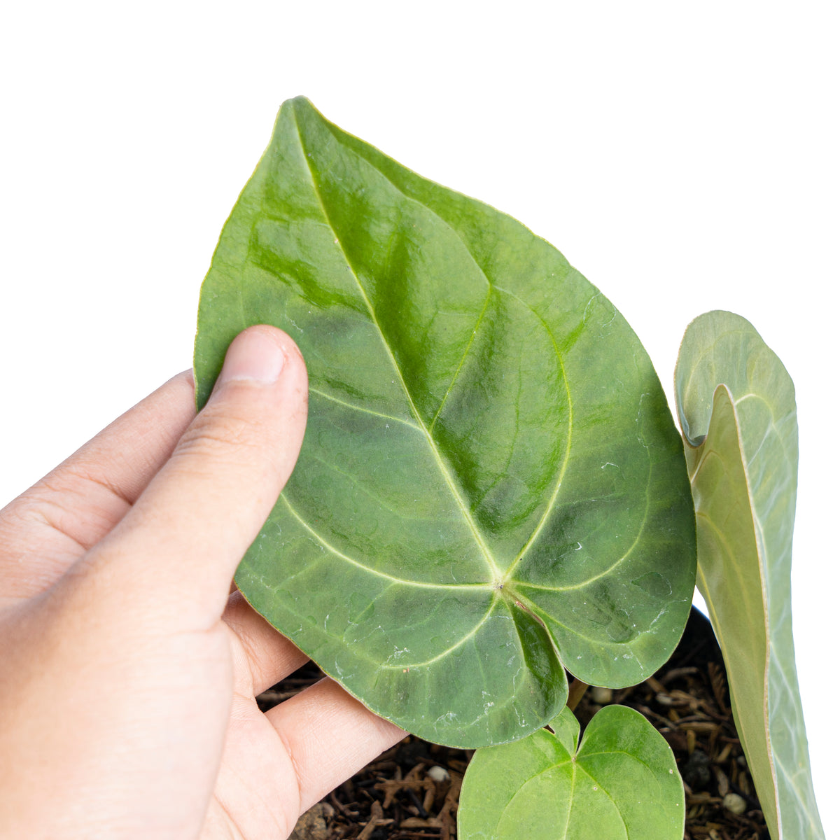 Anthurium luxurians Indonesian type x Magnificum - Aroidmarket
