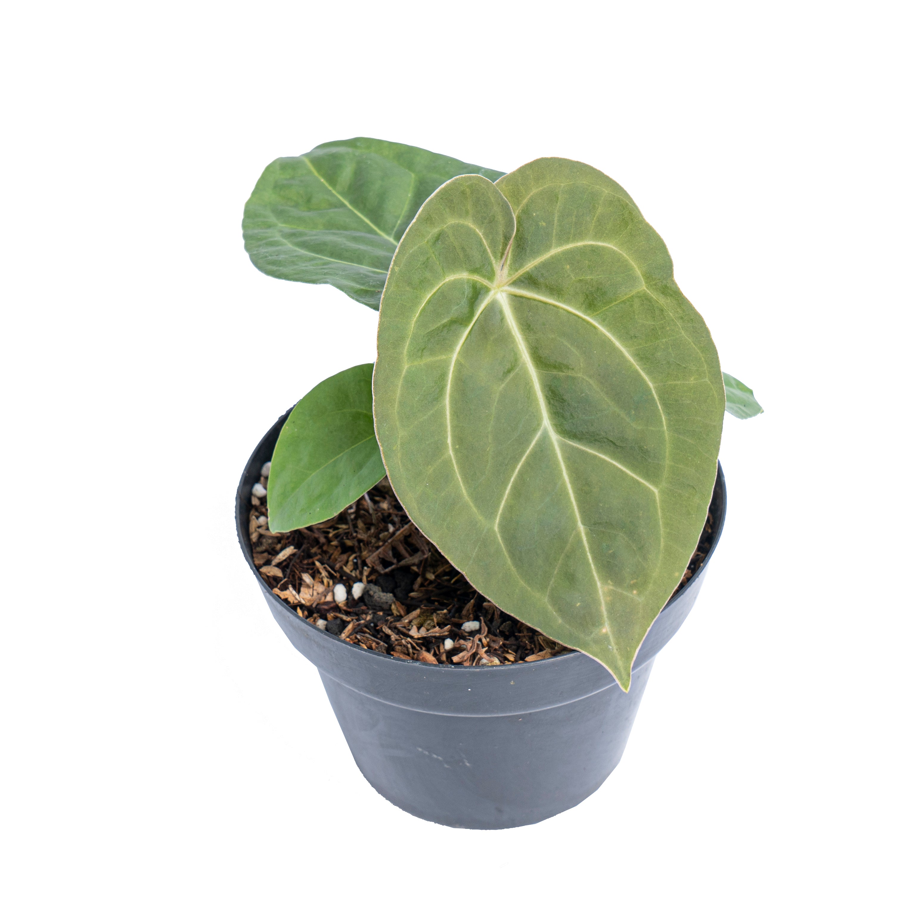 Anthurium luxurians Indonesian type x Magnificum - Aroidmarket