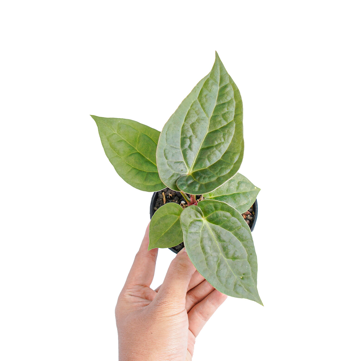 Anthurium luxurians x dorayaki - Aroidmarket
