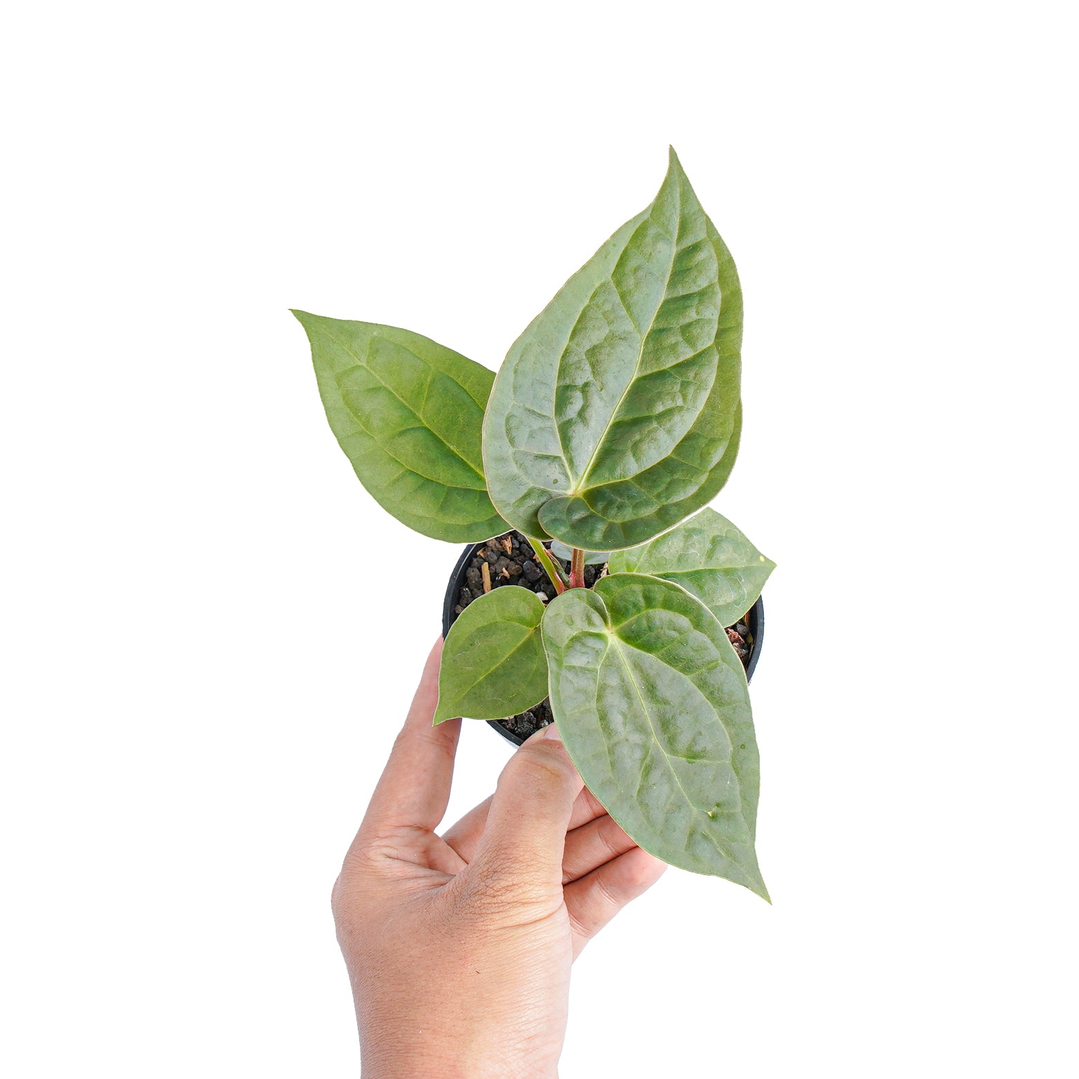 Anthurium luxurians x dorayaki - Aroidmarket