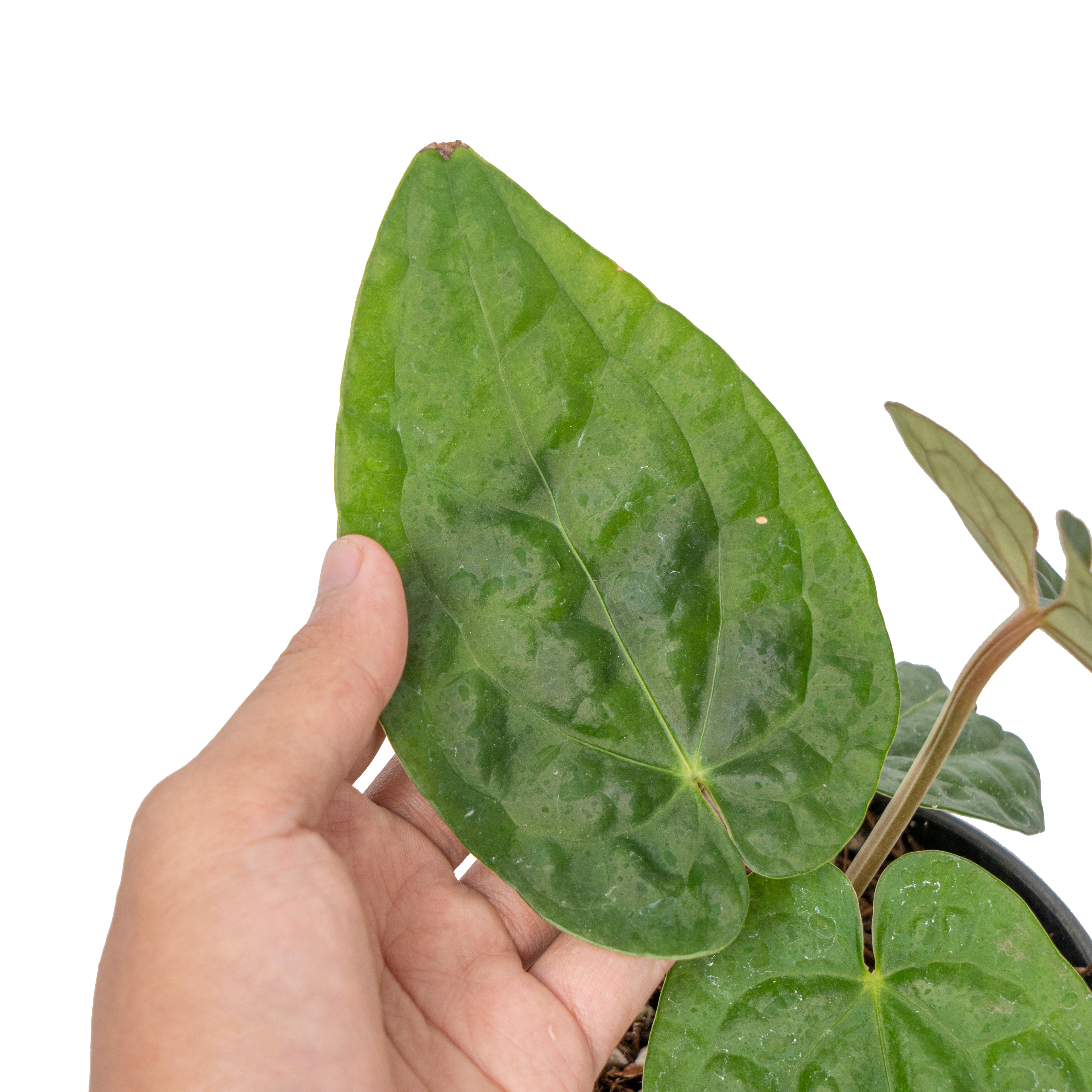 Anthurium magnificum norte x luxurians