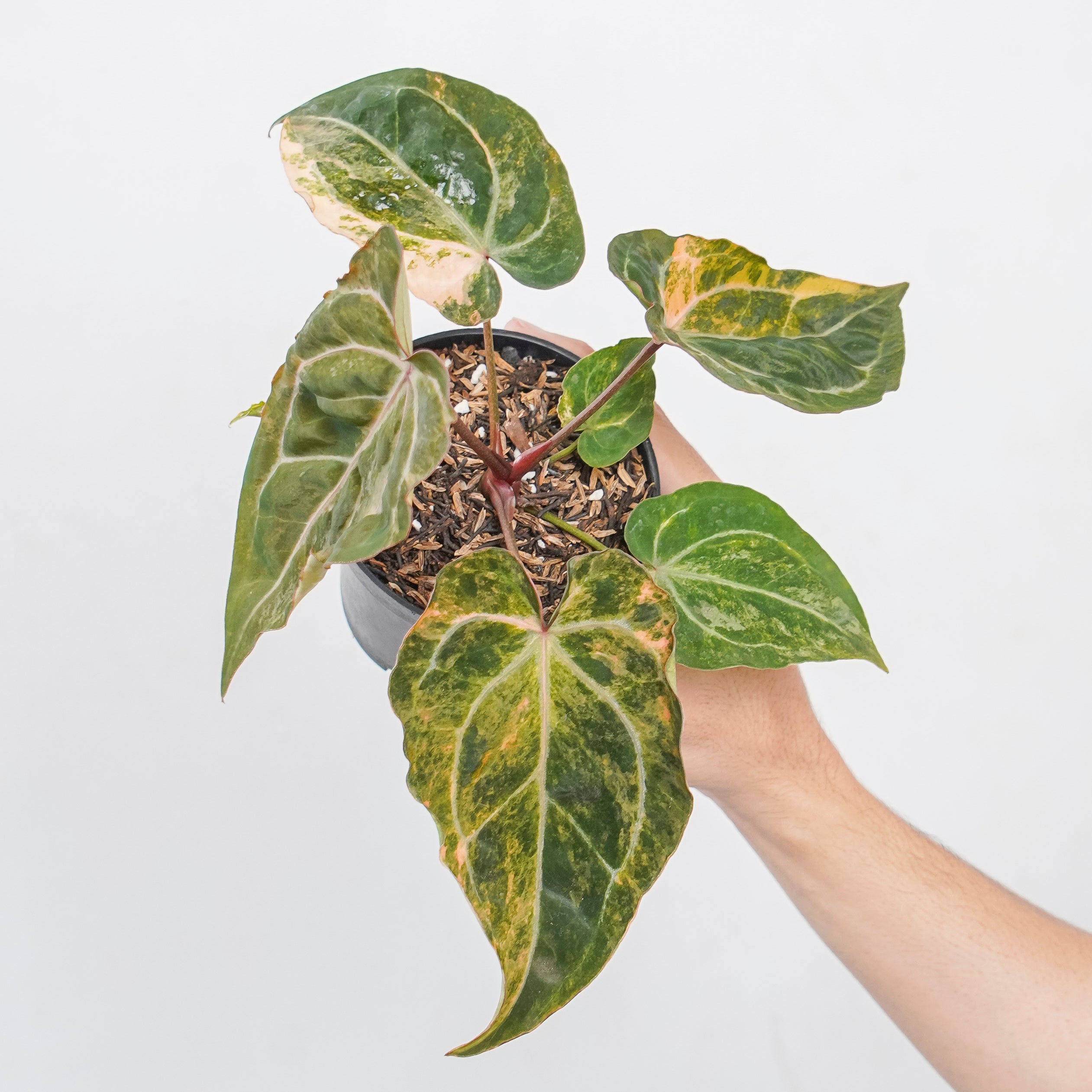 Anthurium papilillaminum pink var x michelle