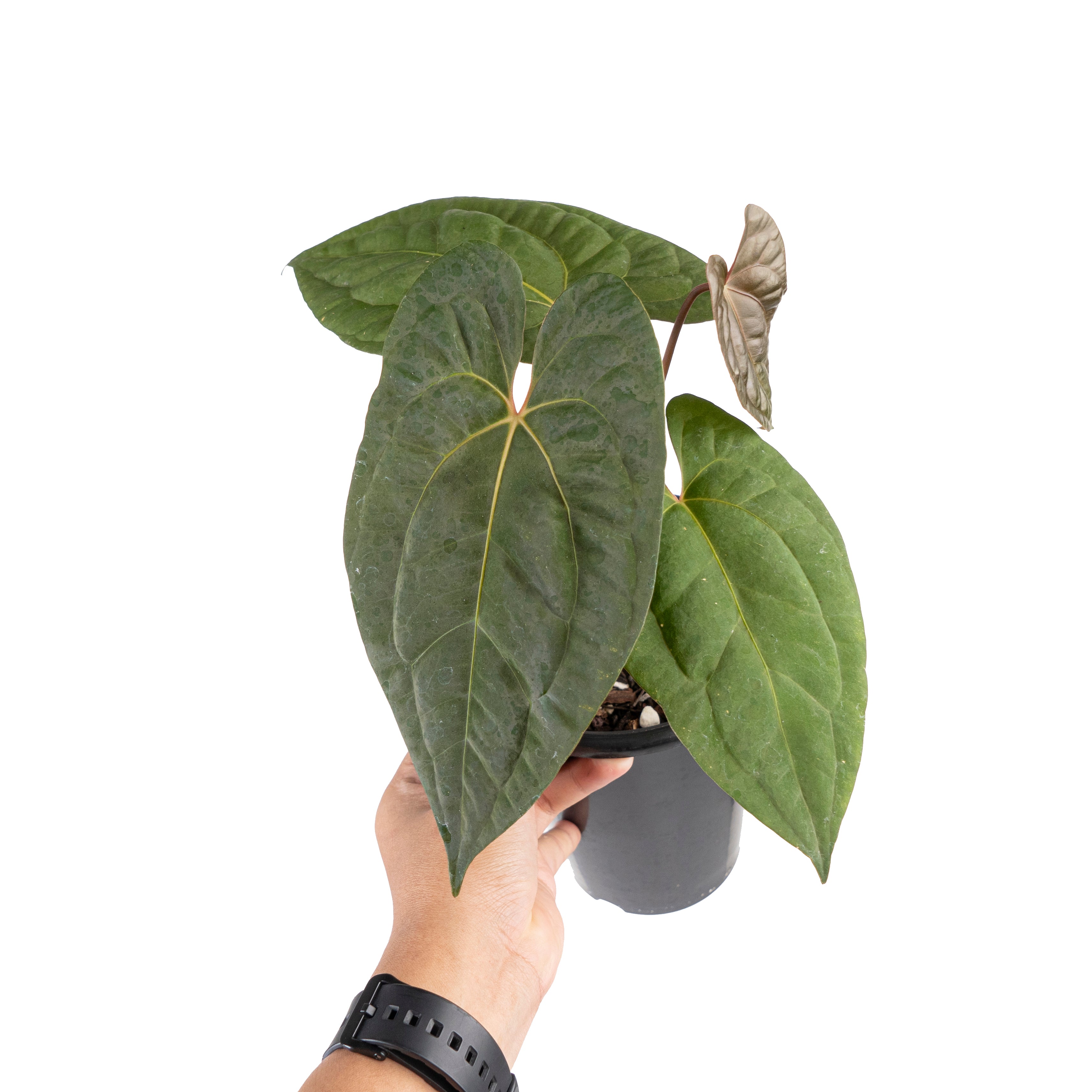 Anthurium papilillaminum x1