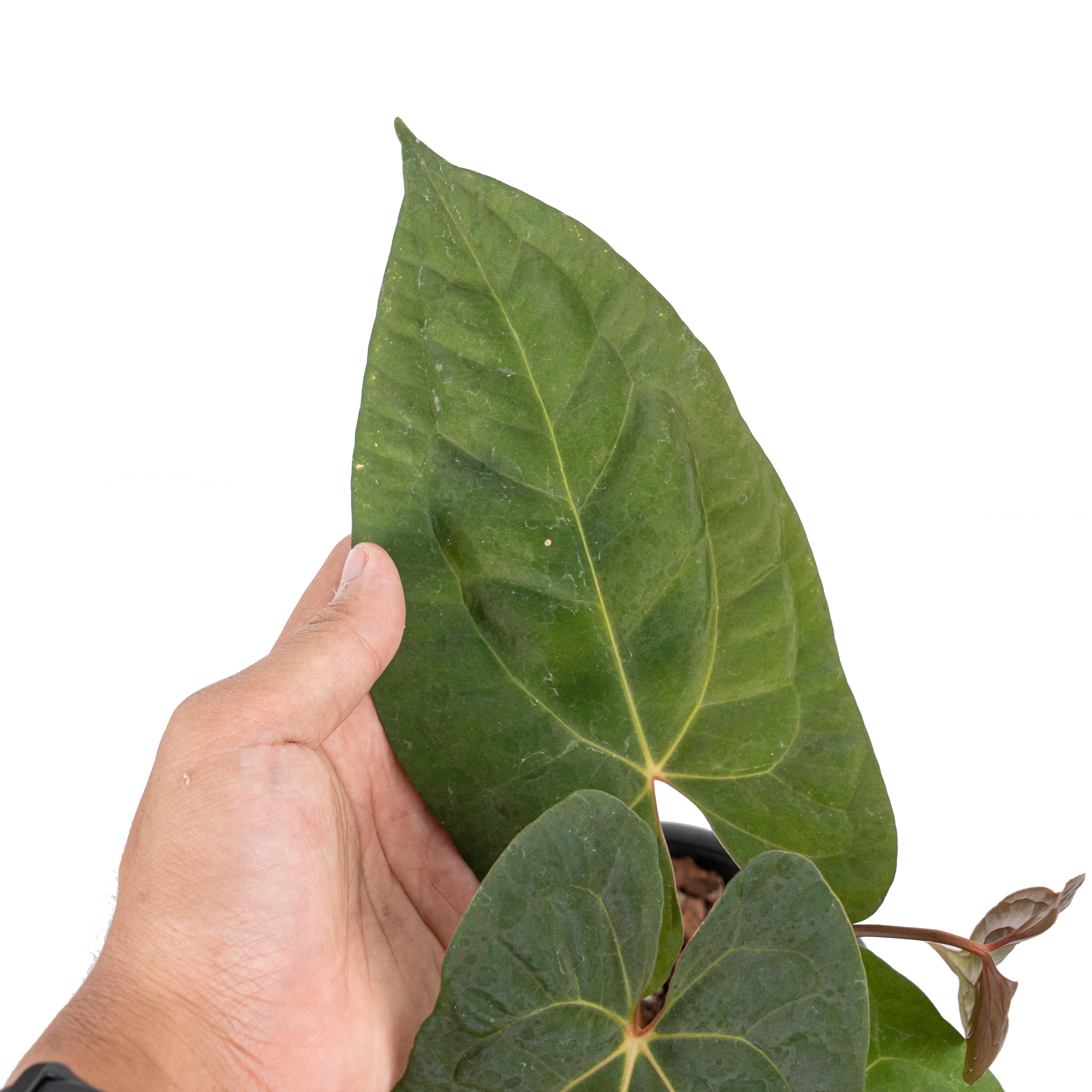 Anthurium papilillaminum x1