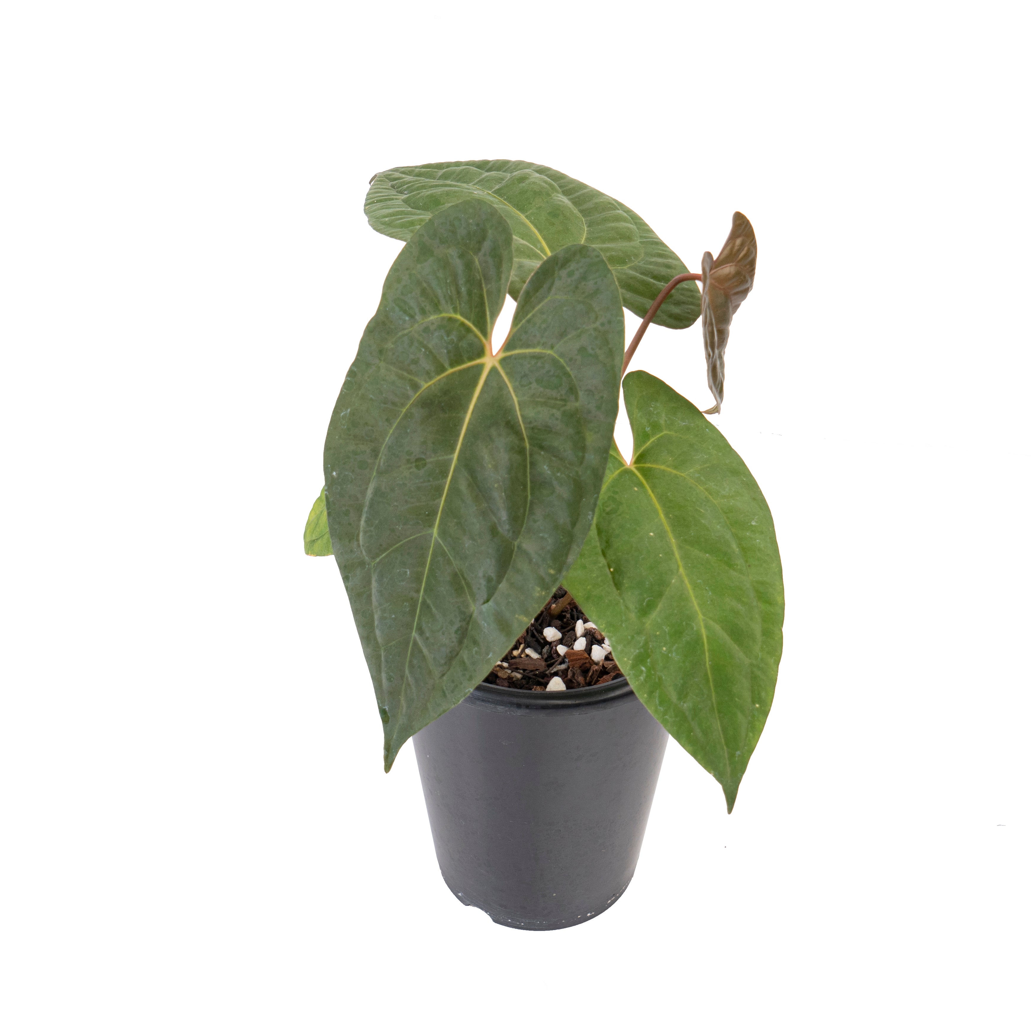 Anthurium papilillaminum x1