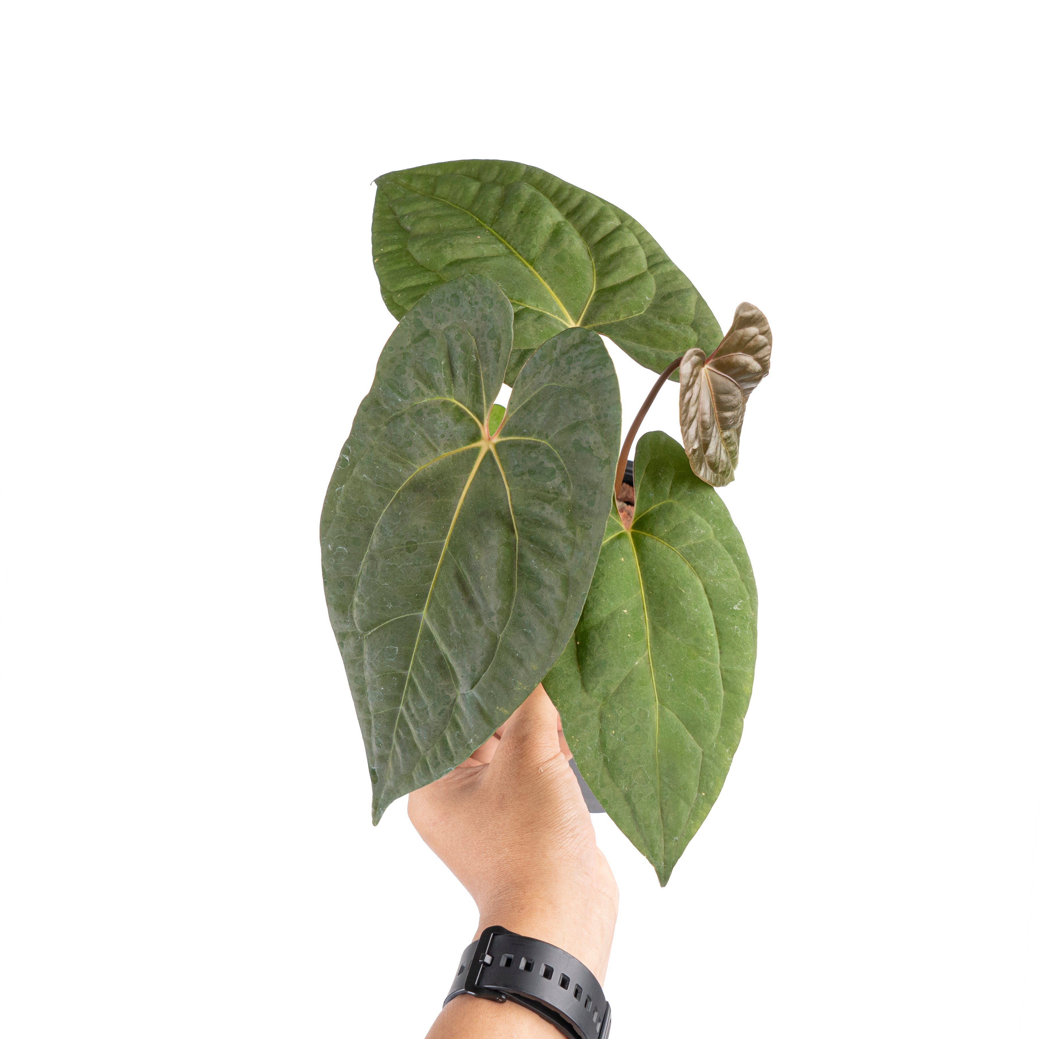Anthurium papilillaminum x1