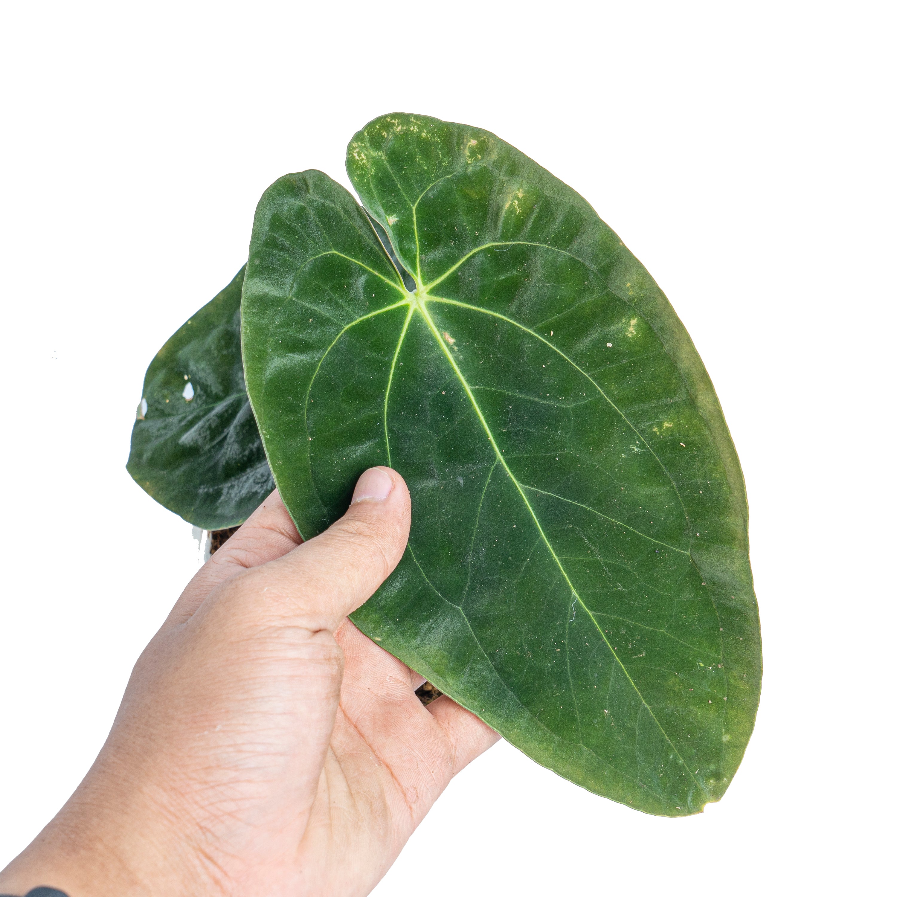 Anthurium papillilaminum