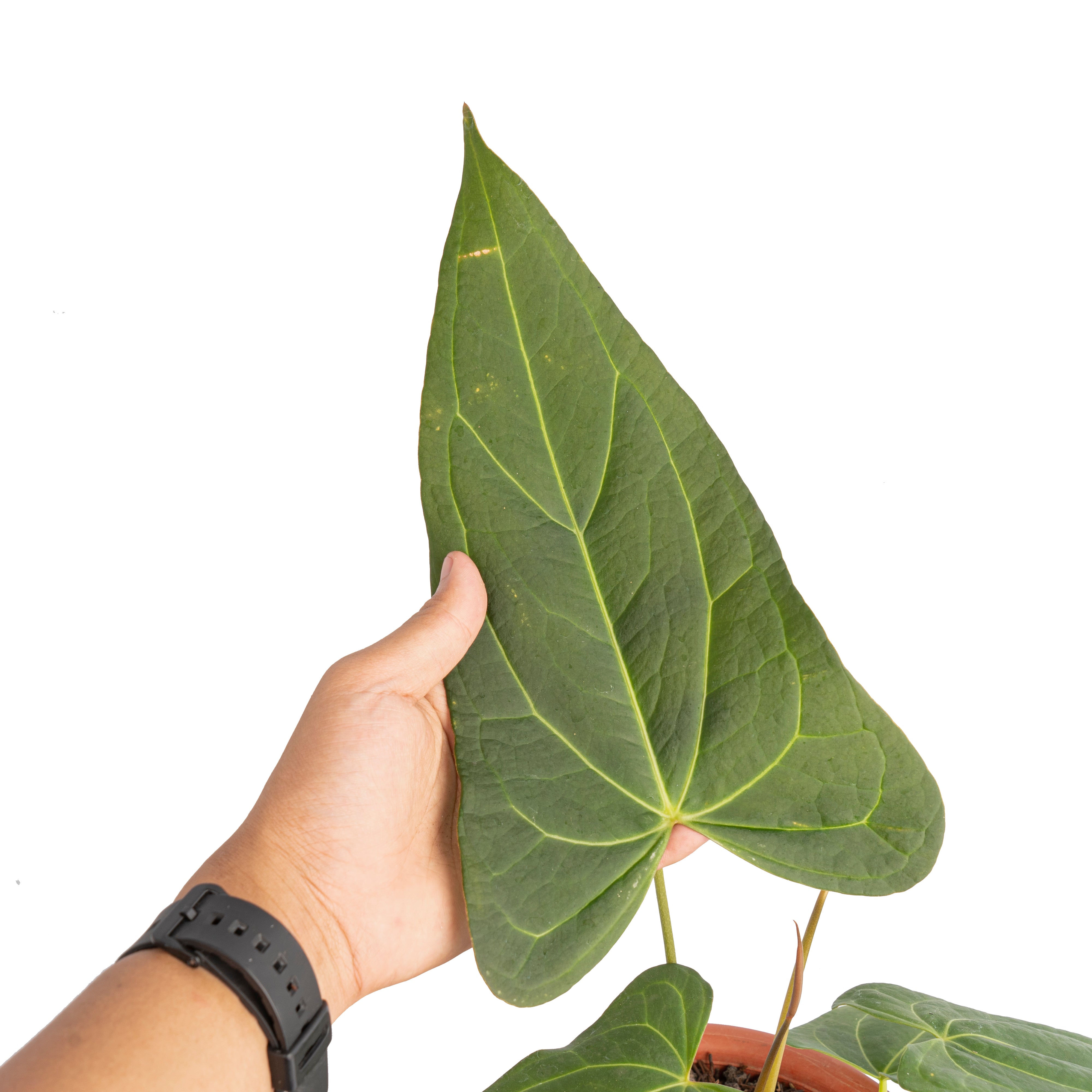 Anthurium papillilaminum fort sherman x red stem