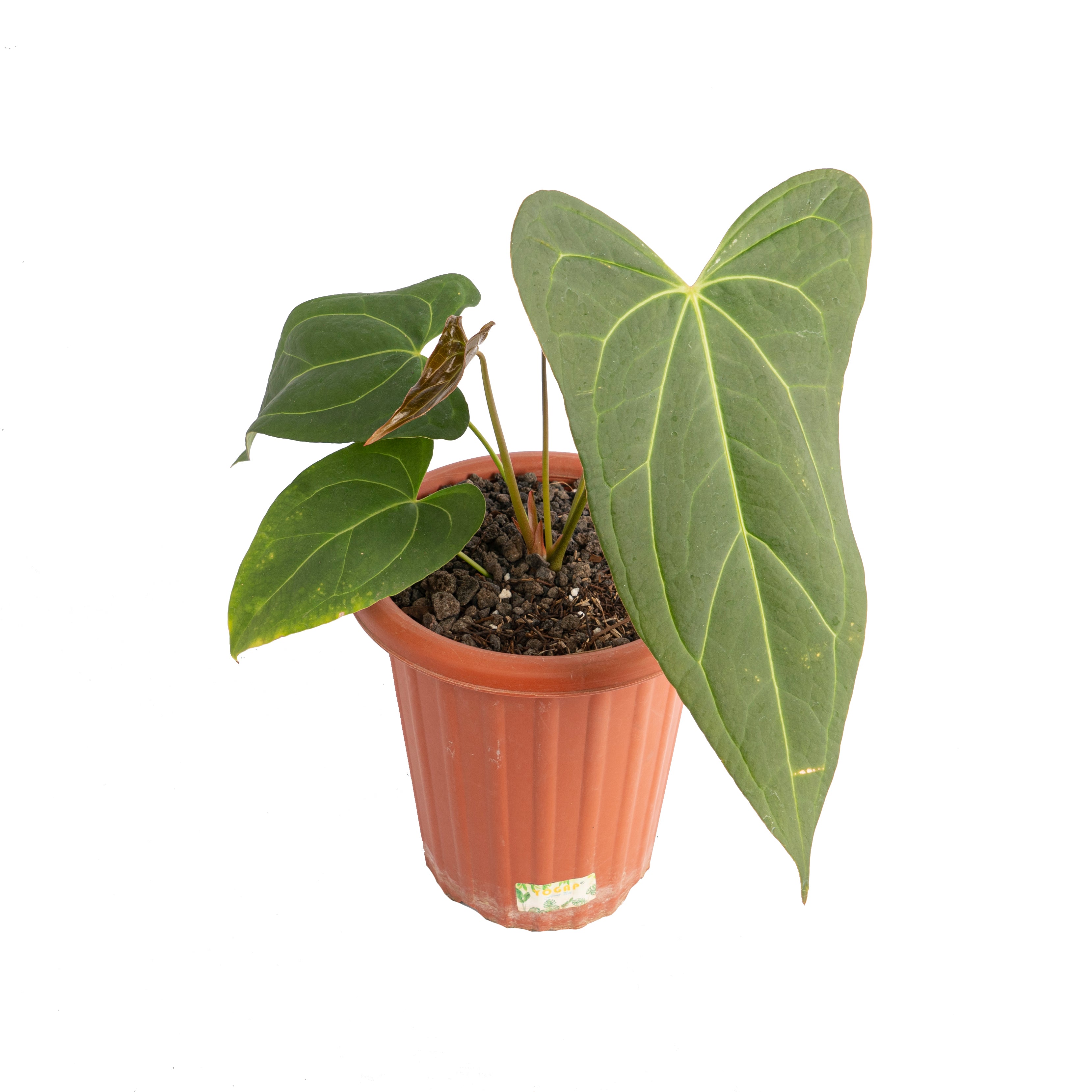 Anthurium papillilaminum fort sherman x red stem
