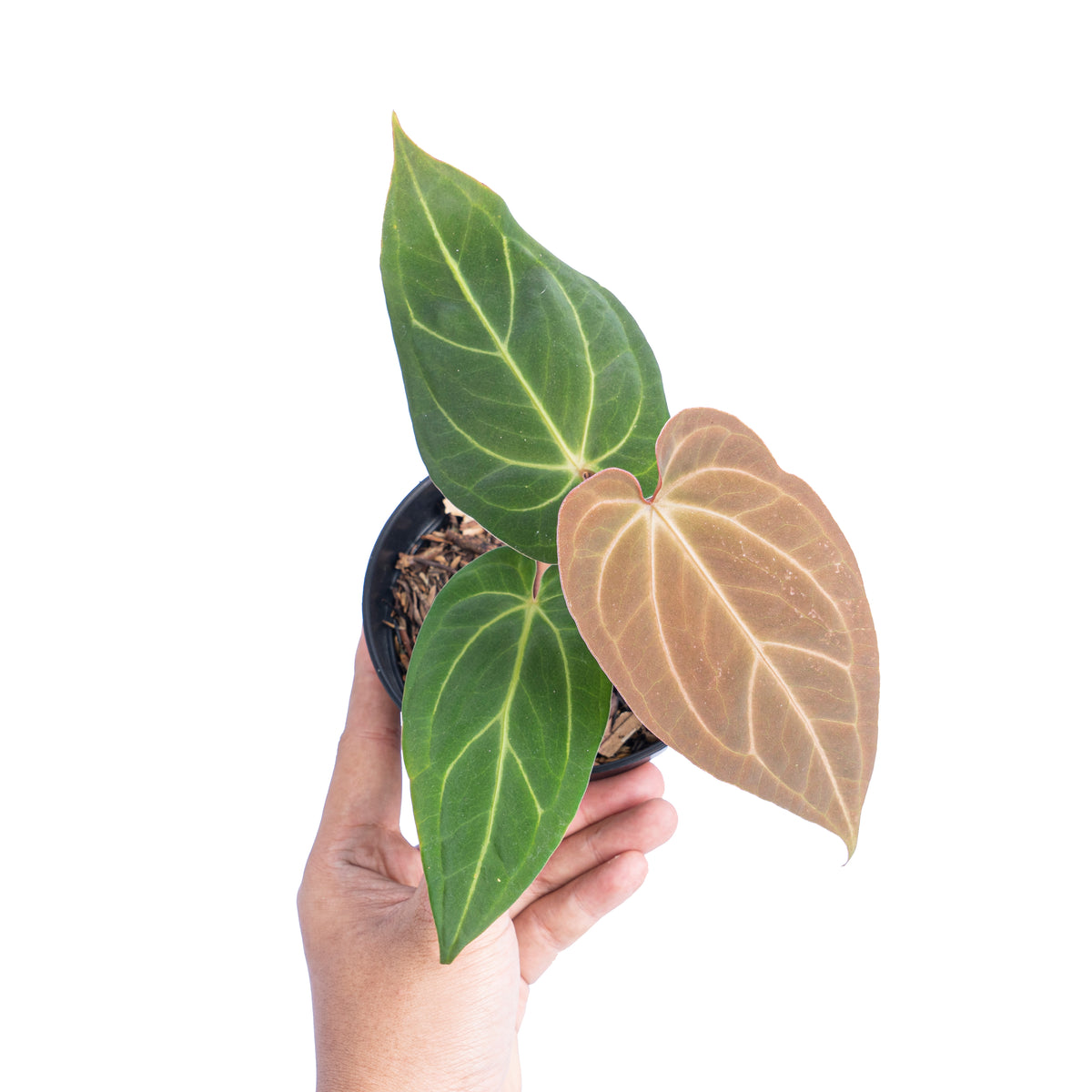 Anthurium papillilaminum hybrid