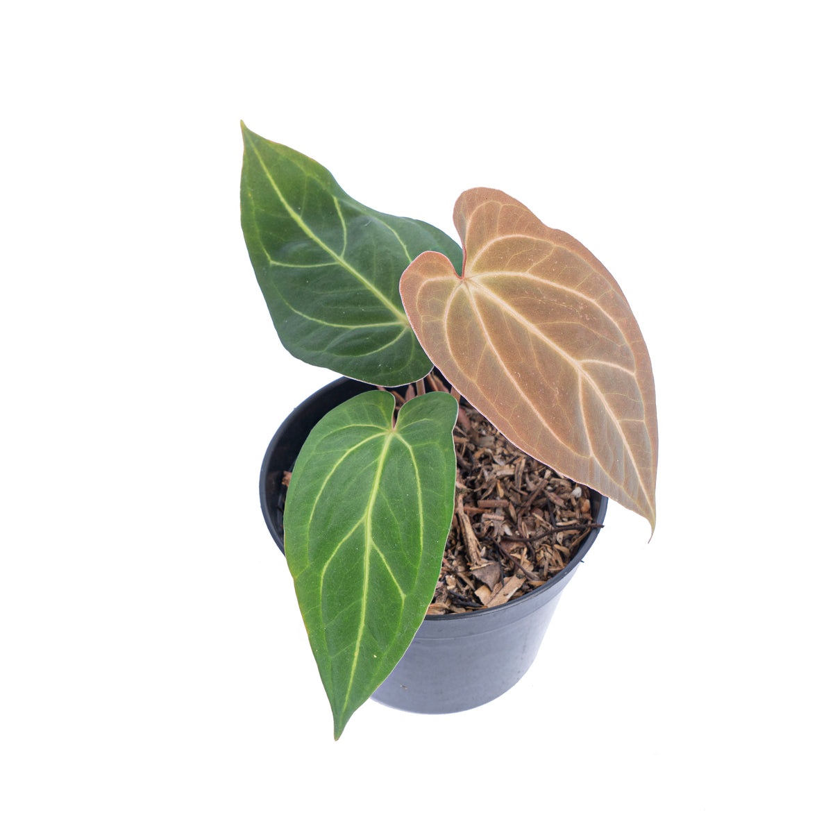 Anthurium papillilaminum hybrid