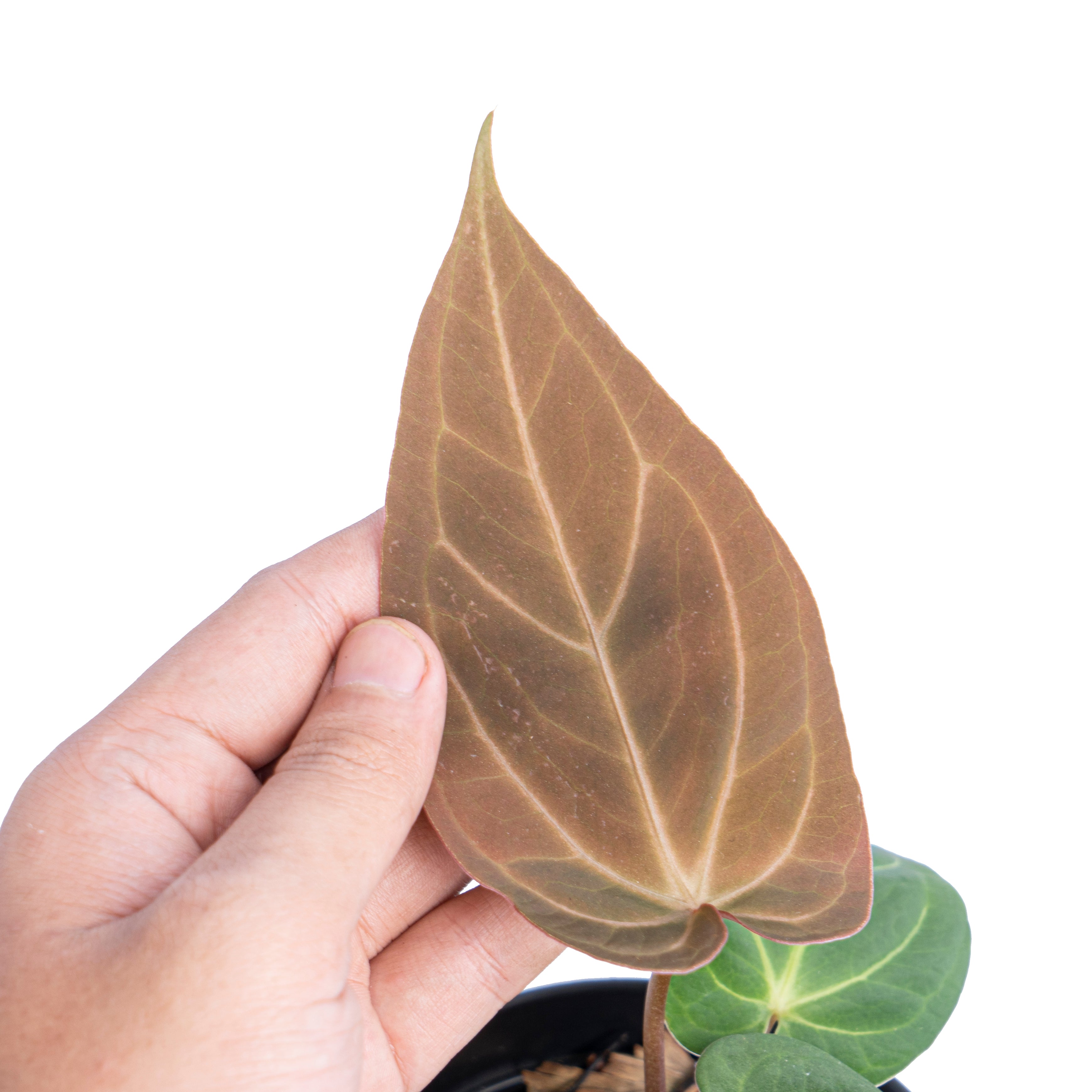 Anthurium papillilaminum hybrid