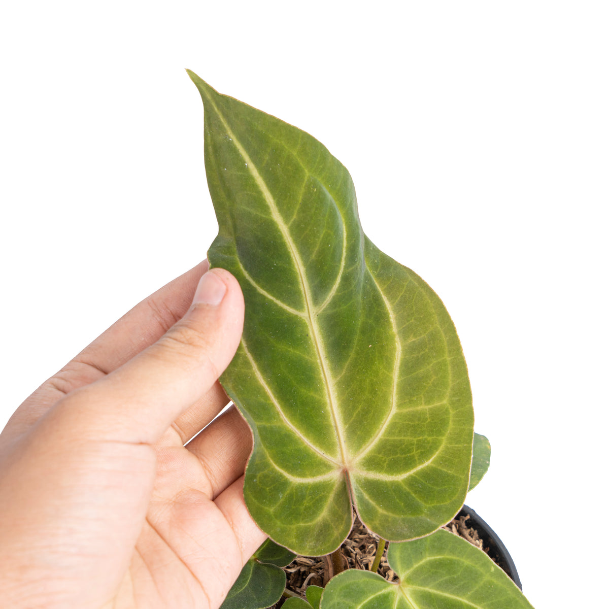 Anthurium papillilaminum hybrid wave