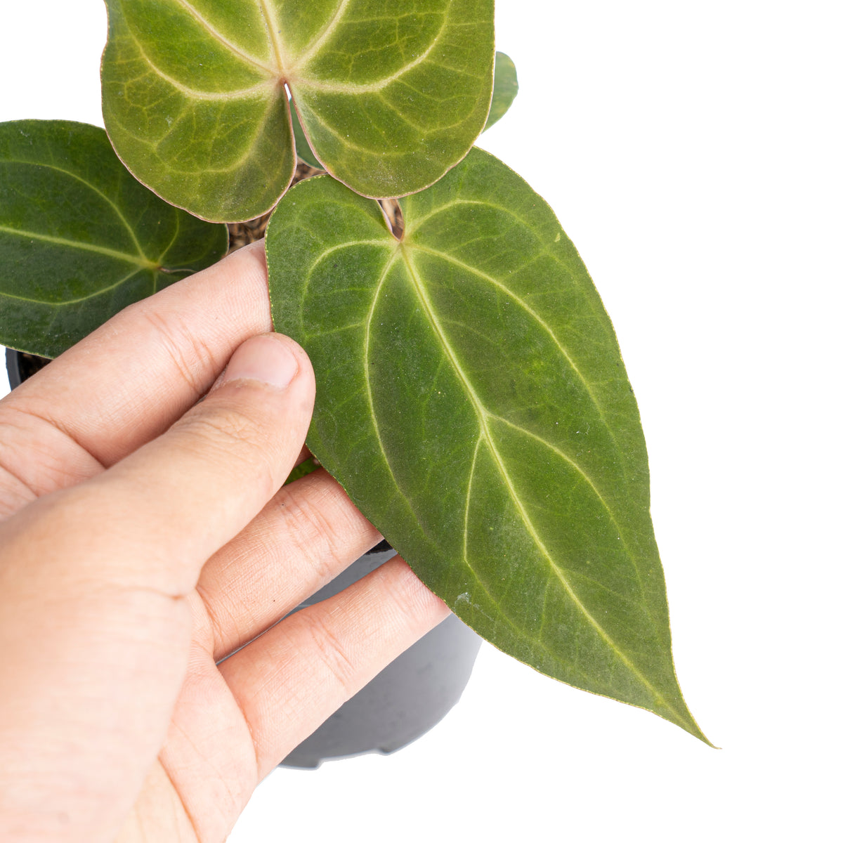 Anthurium papillilaminum hybrid wave