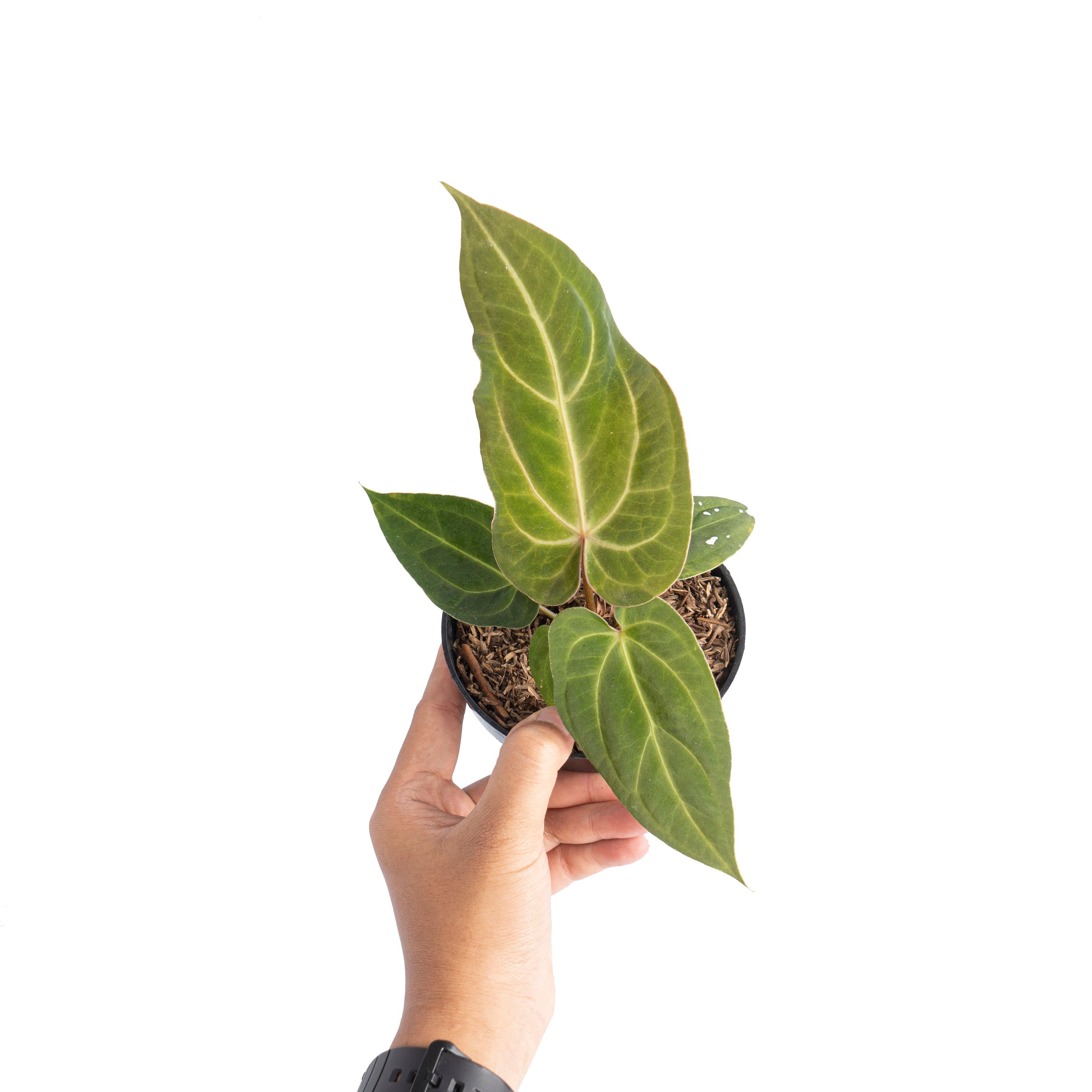Anthurium papillilaminum hybrid wave
