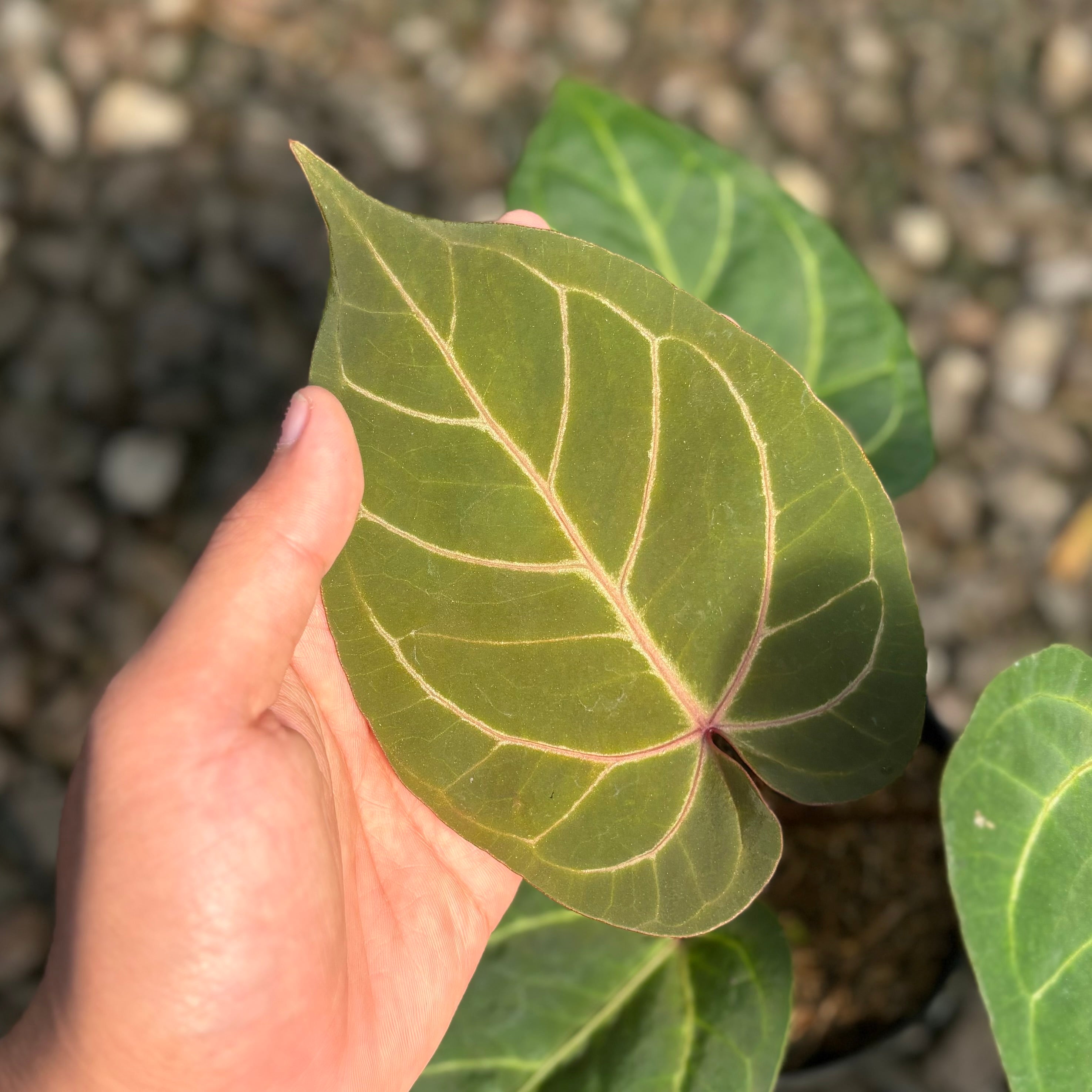 Anthurium papillilaminum red sonya
