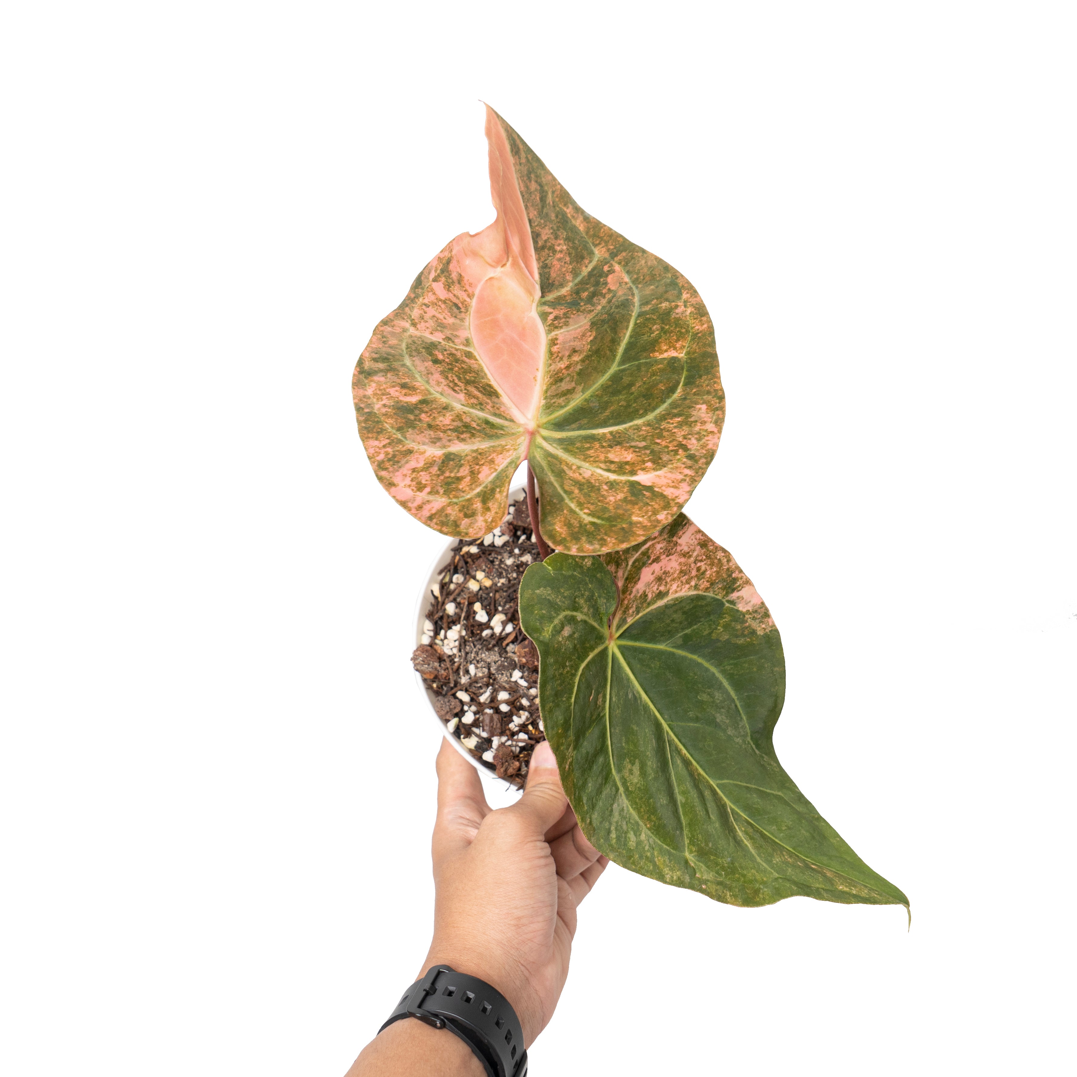 Anthurium papillilaminum sinam fire variegated