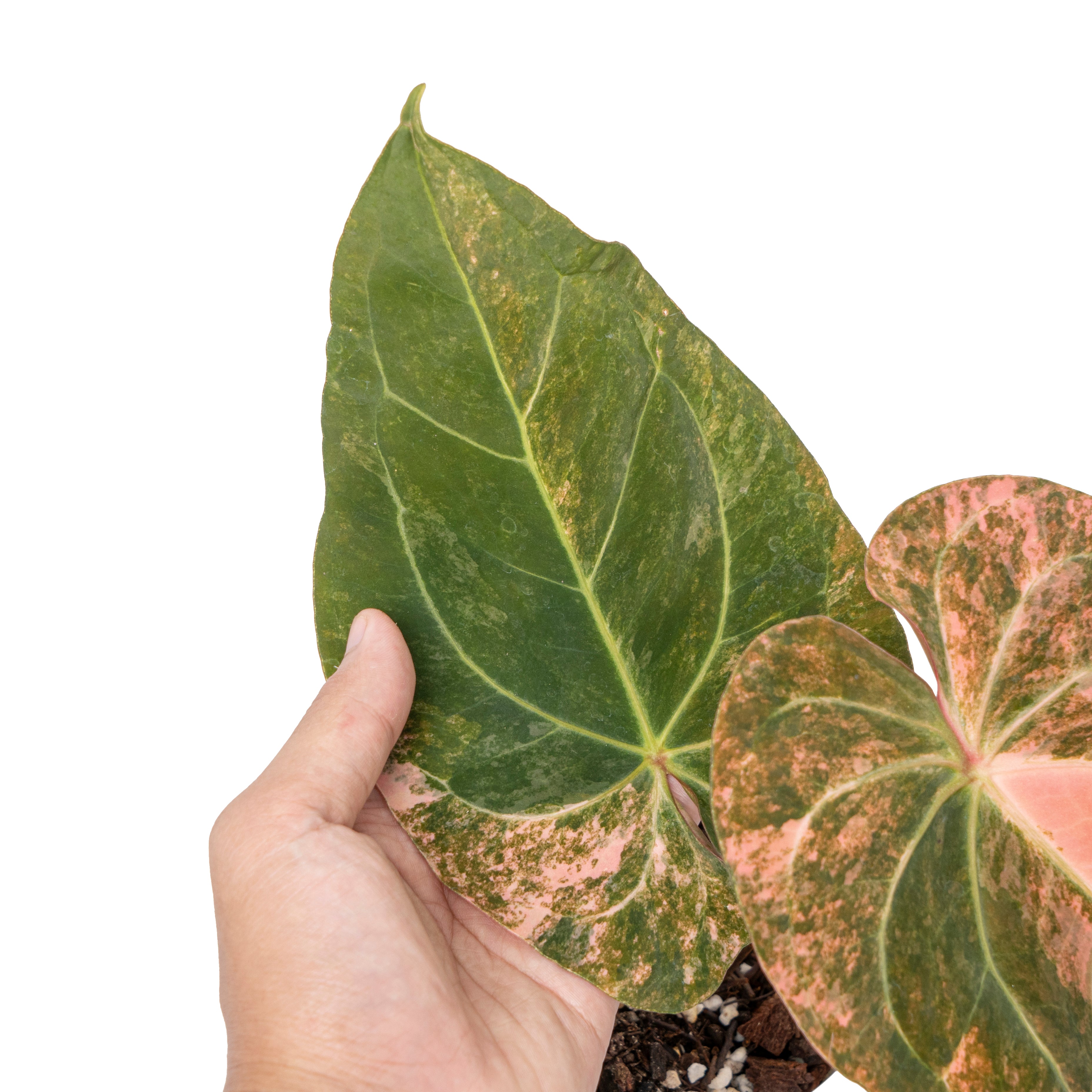 Anthurium papillilaminum sinam fire variegated