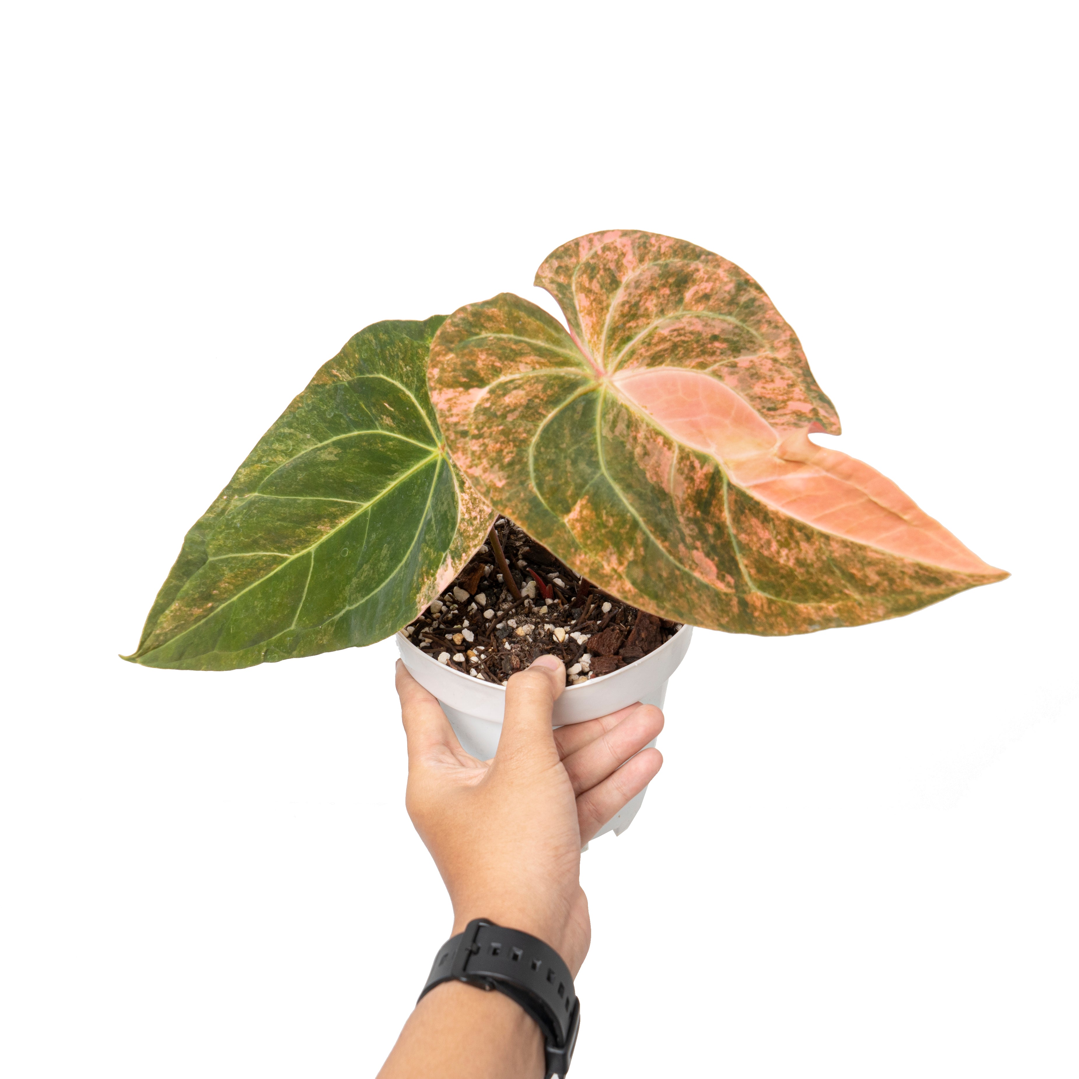 Anthurium papillilaminum sinam fire variegated