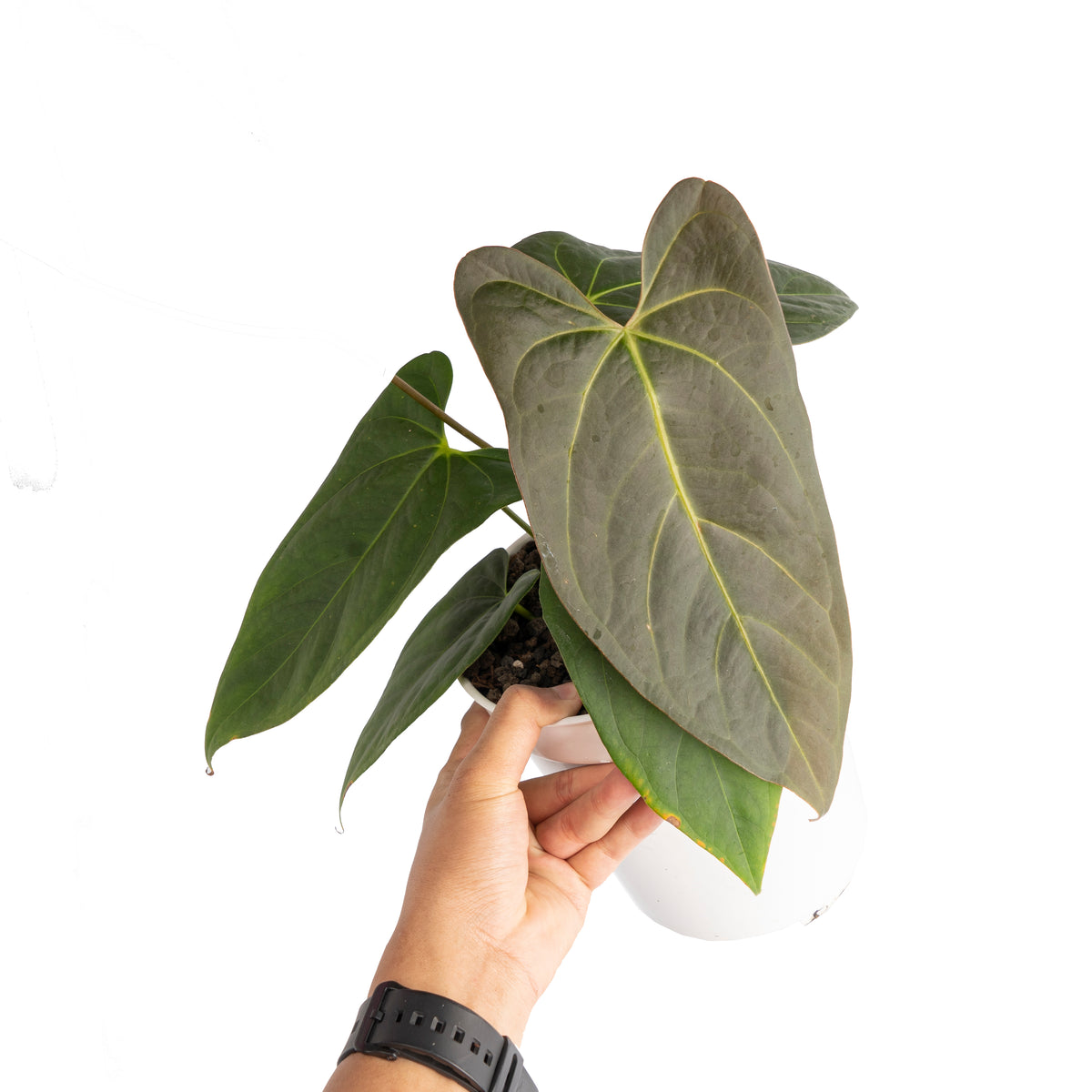 Anthurium papillilaminum x portillae