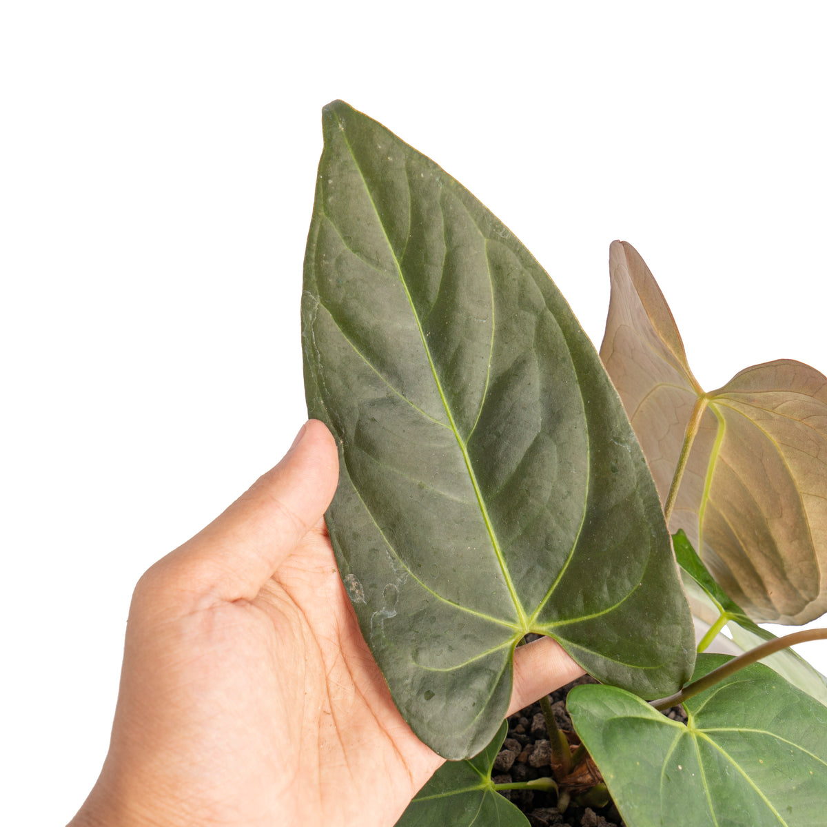 Anthurium papillilaminum x portillae