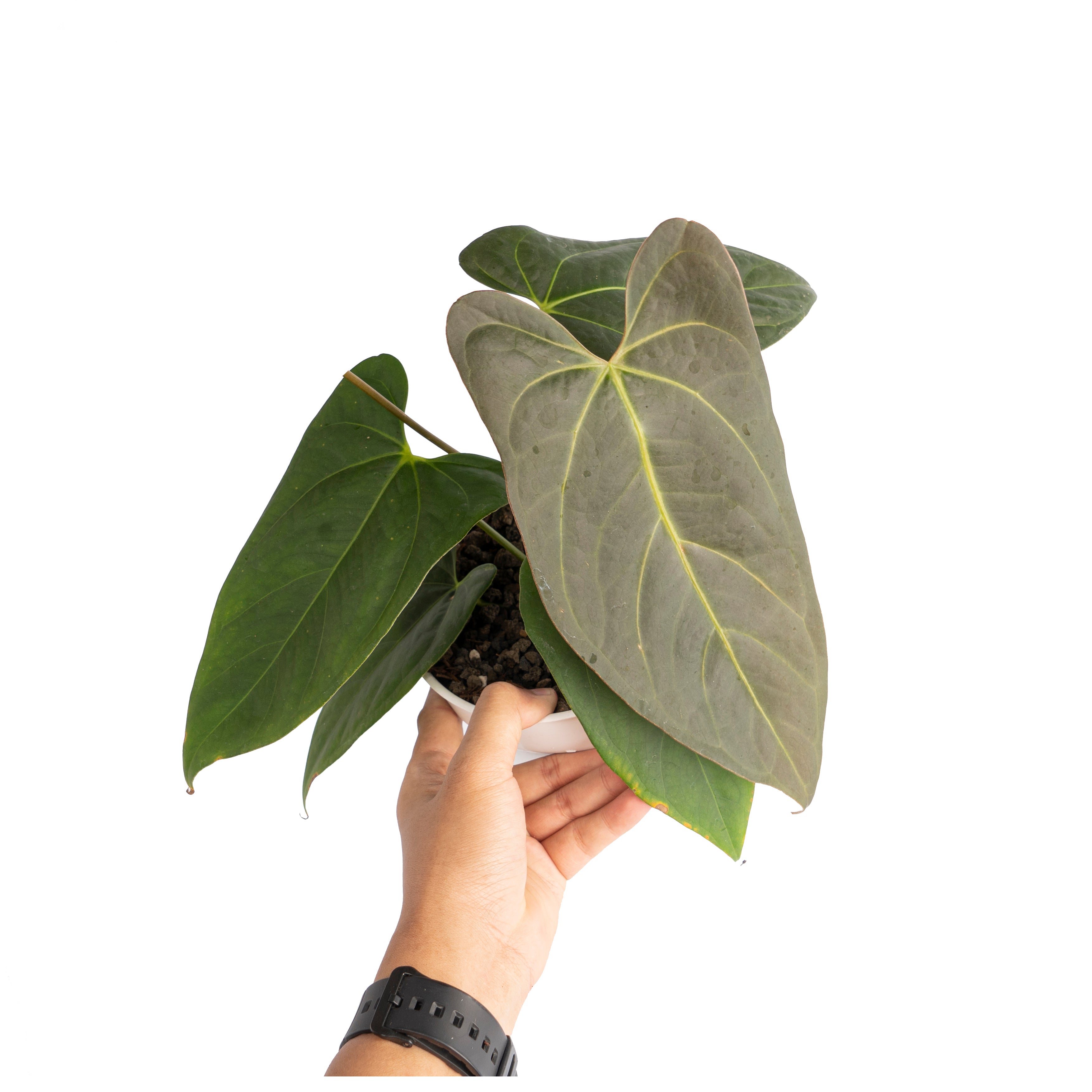 Anthurium papillilaminum x portillae
