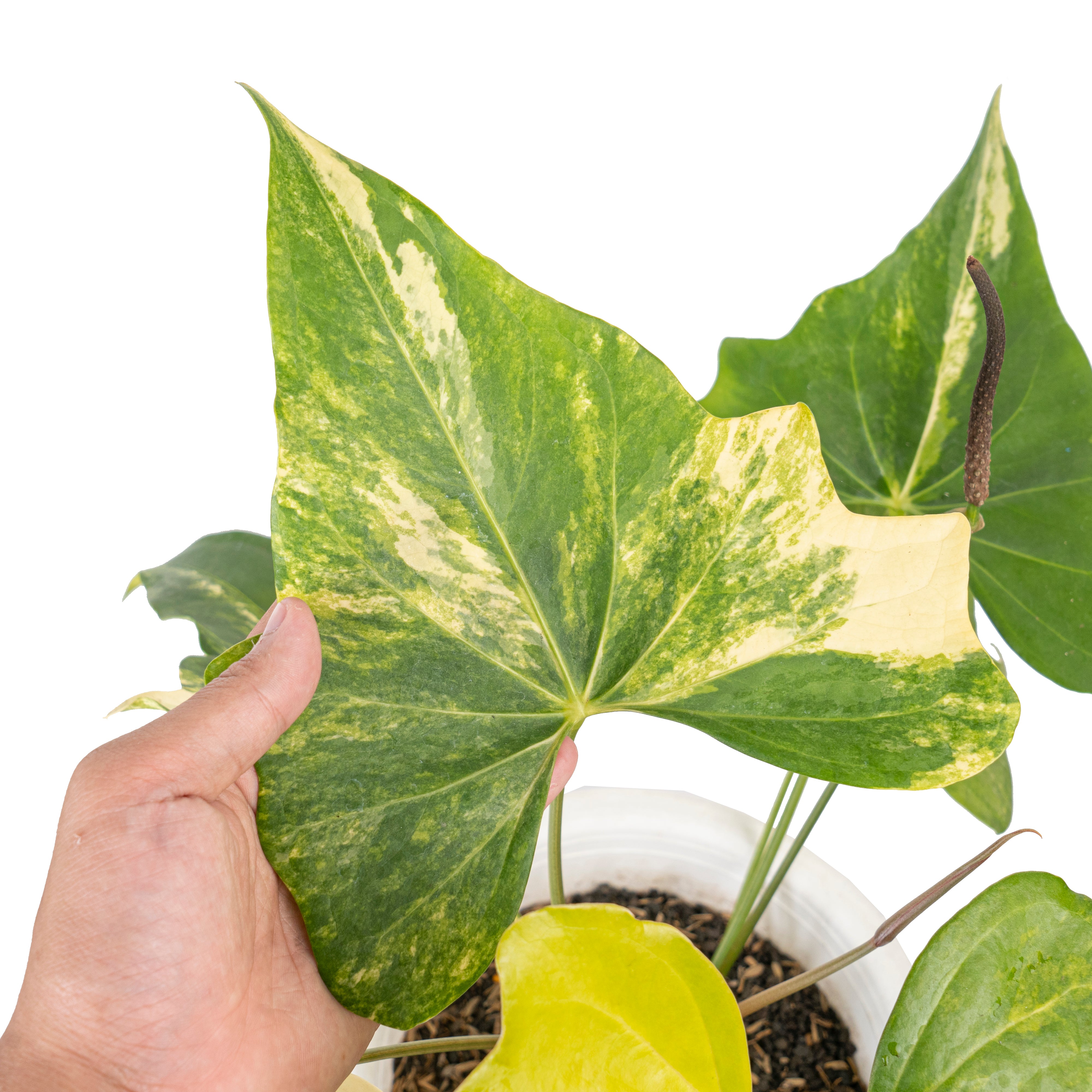 Anthurium pterodactyl variegated Mature size