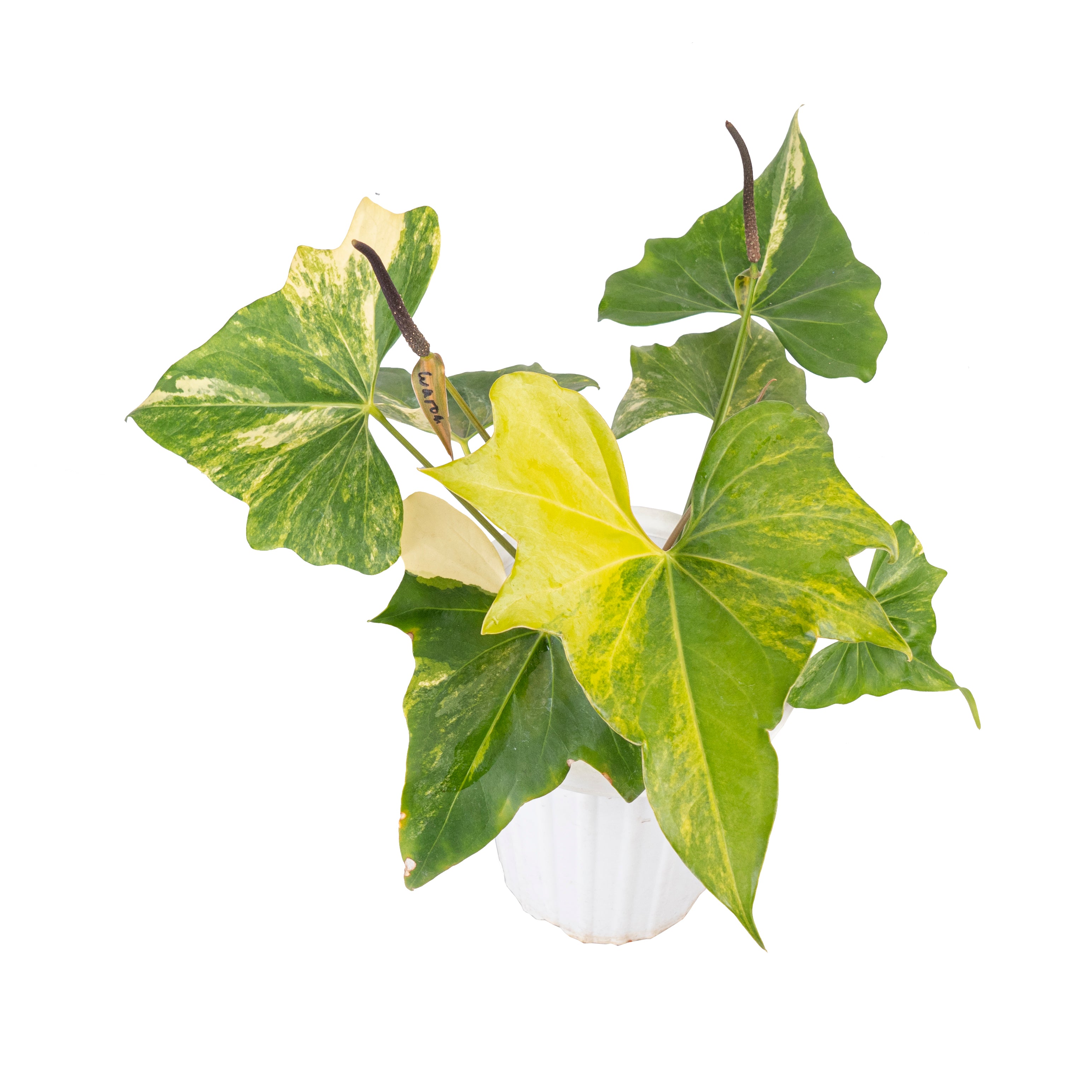 Anthurium pterodactyl variegated Mature size