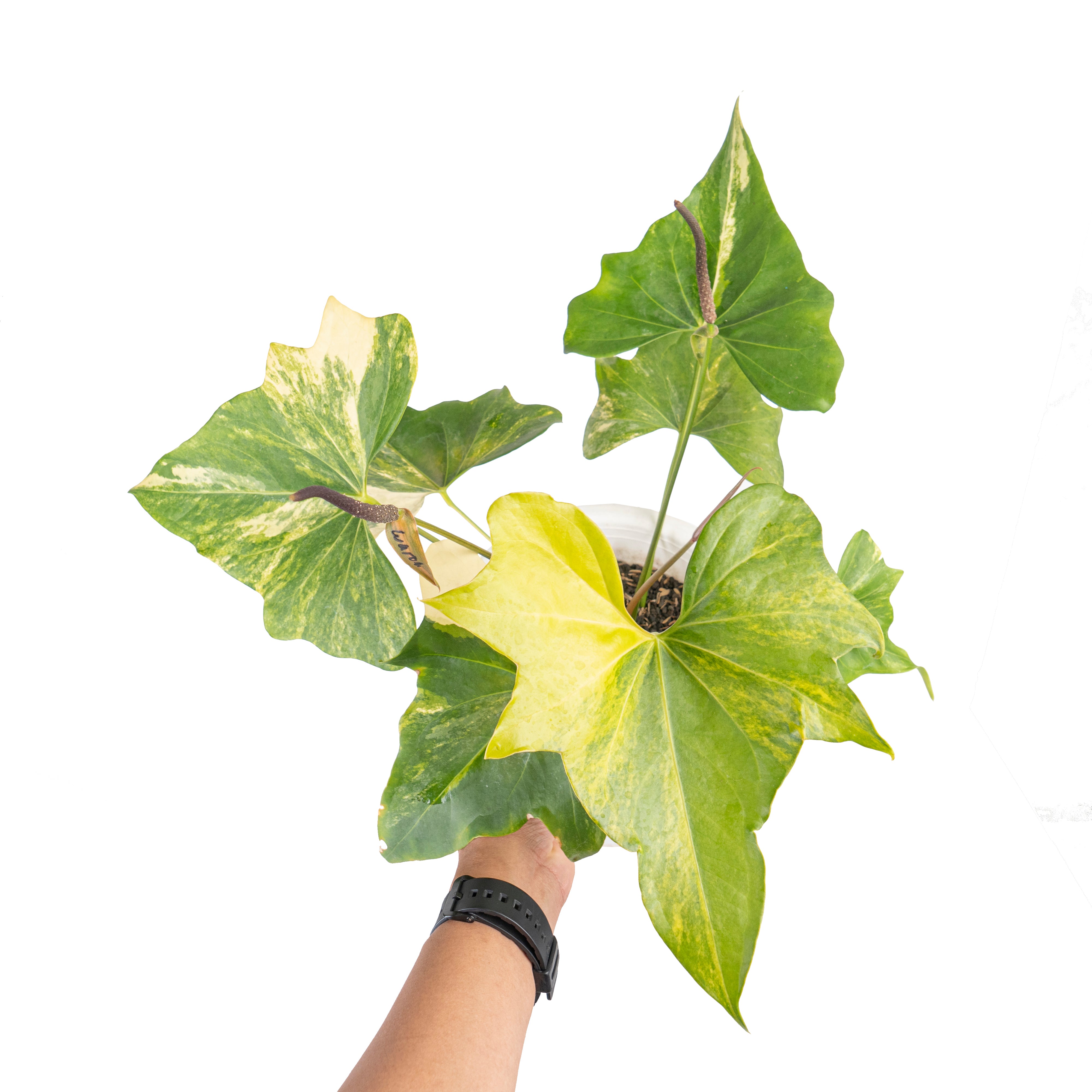 Anthurium pterodactyl variegated Mature size