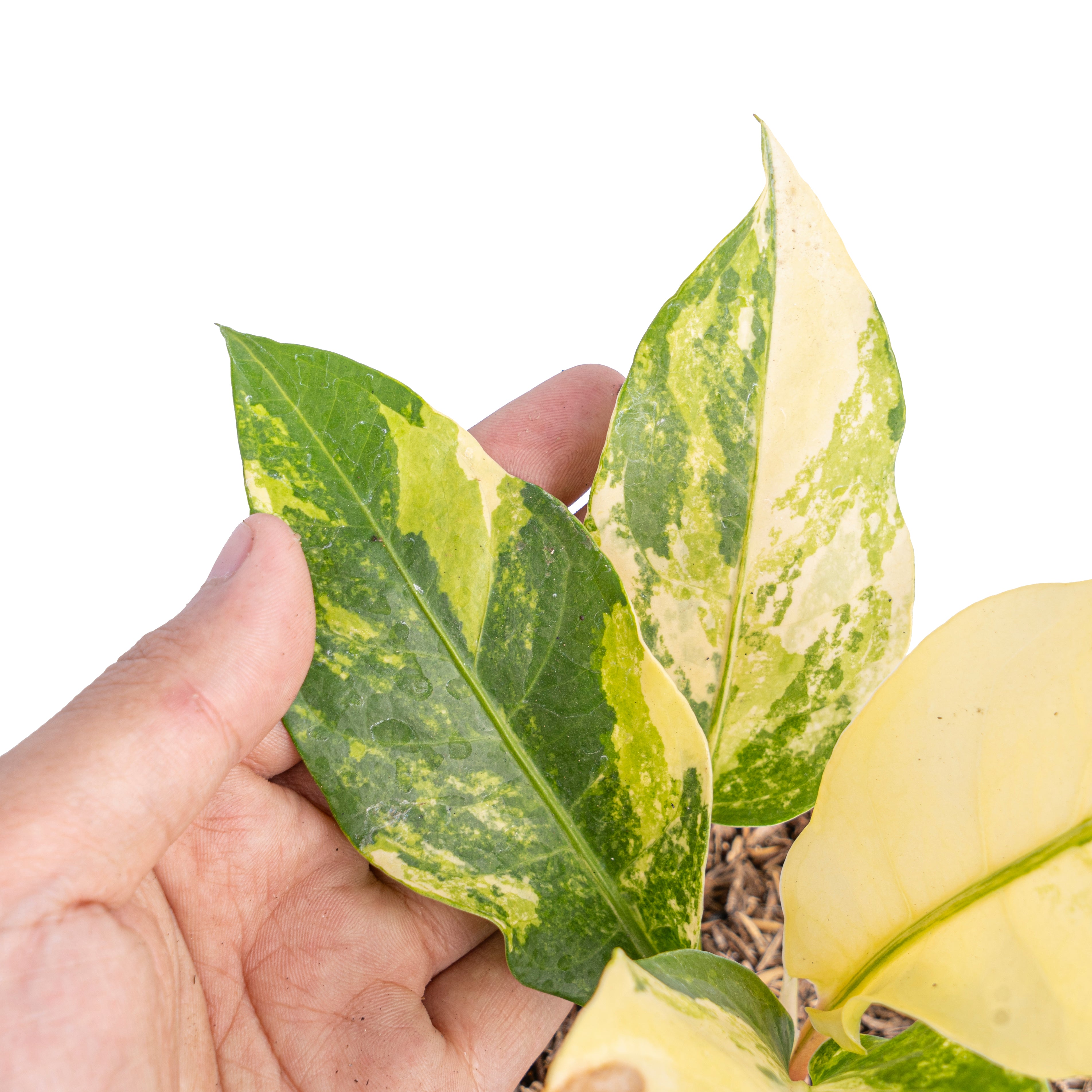Anthurium red brownii x garuda variegated - Aroidmarket