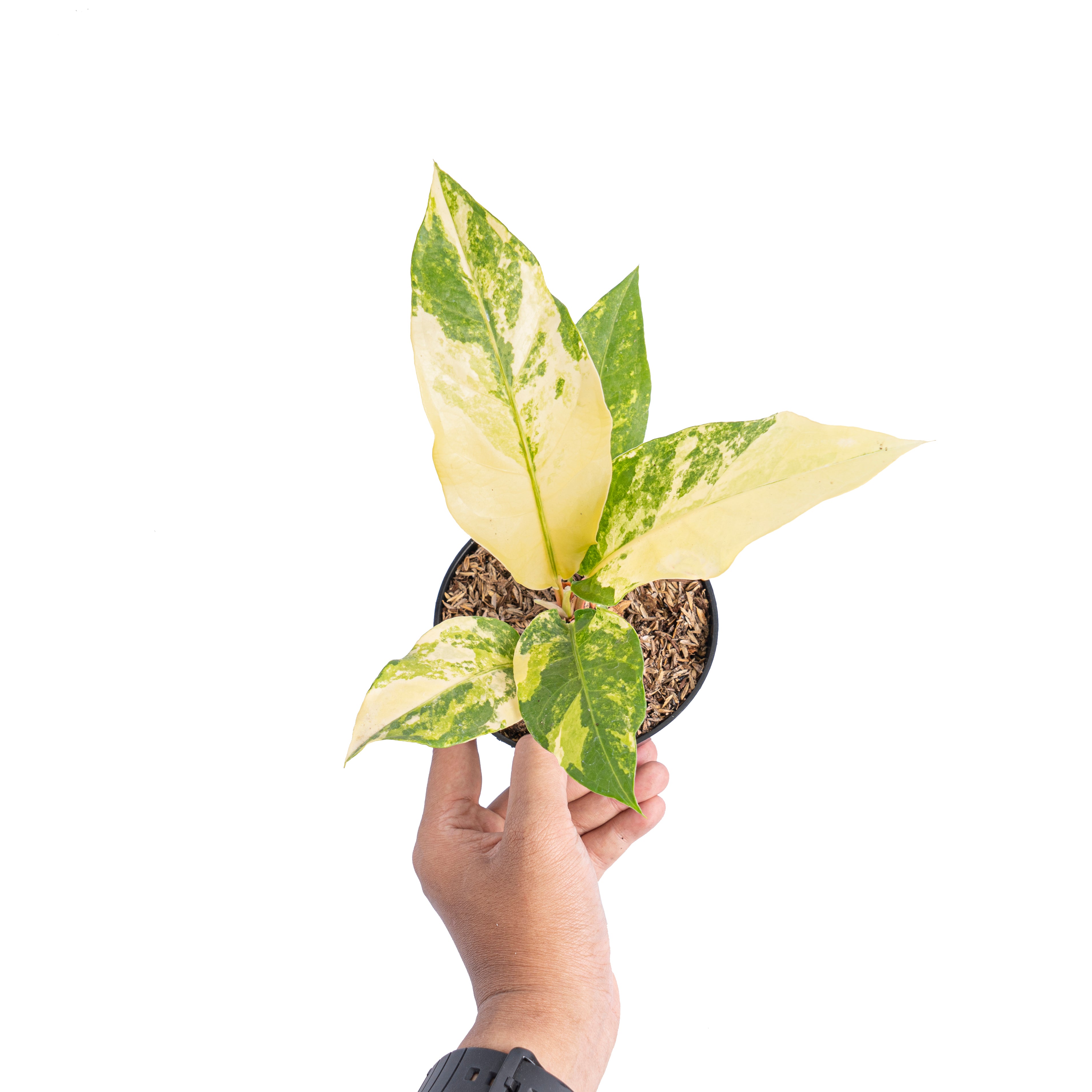 Anthurium red brownii x garuda variegated - Aroidmarket