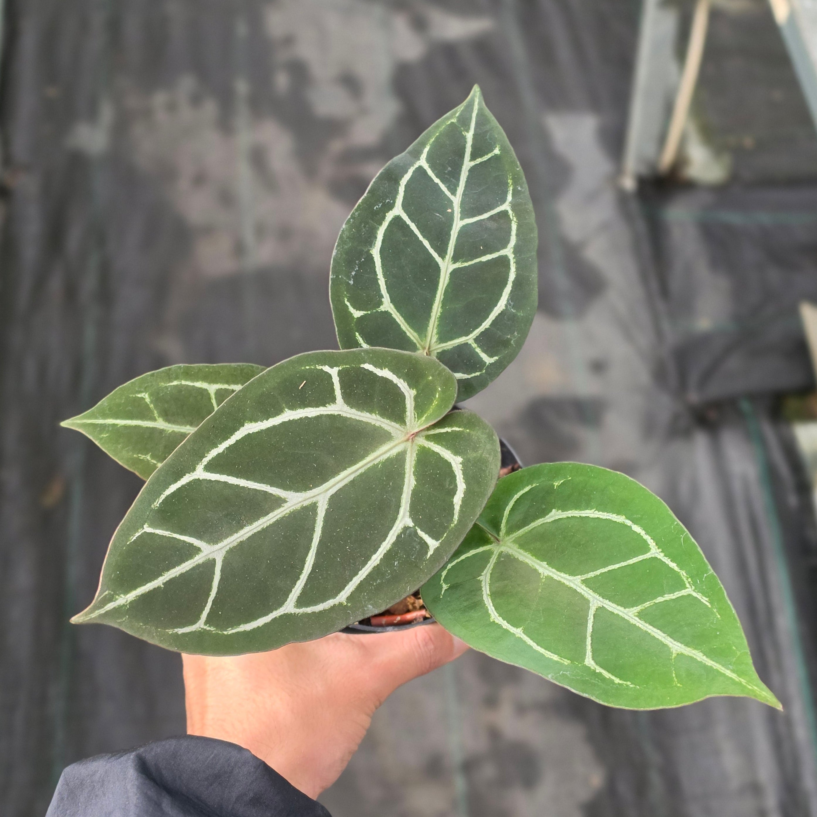 Anthurium red crystallinum NSE X dorayaki