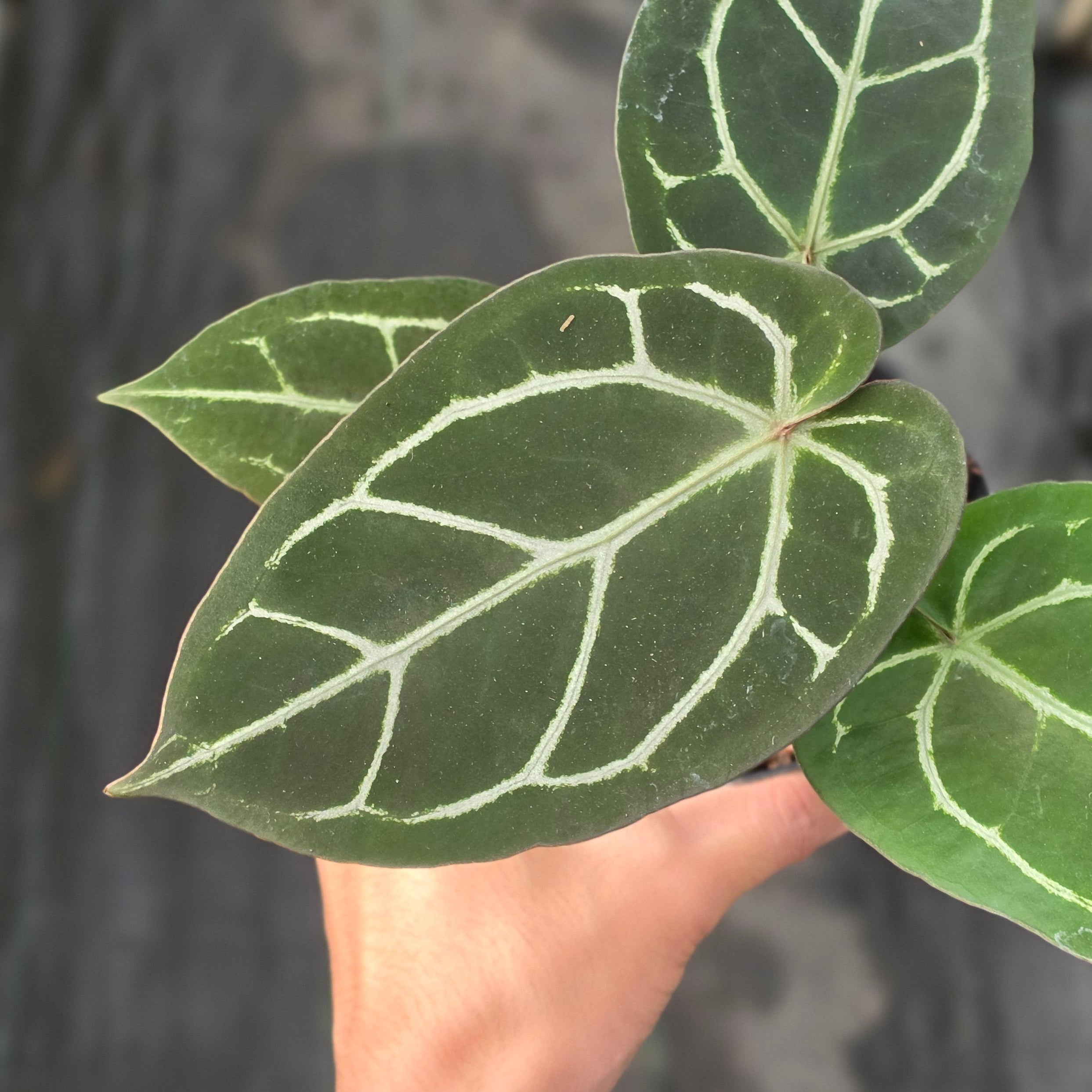 Anthurium red crystallinum NSE X dorayaki