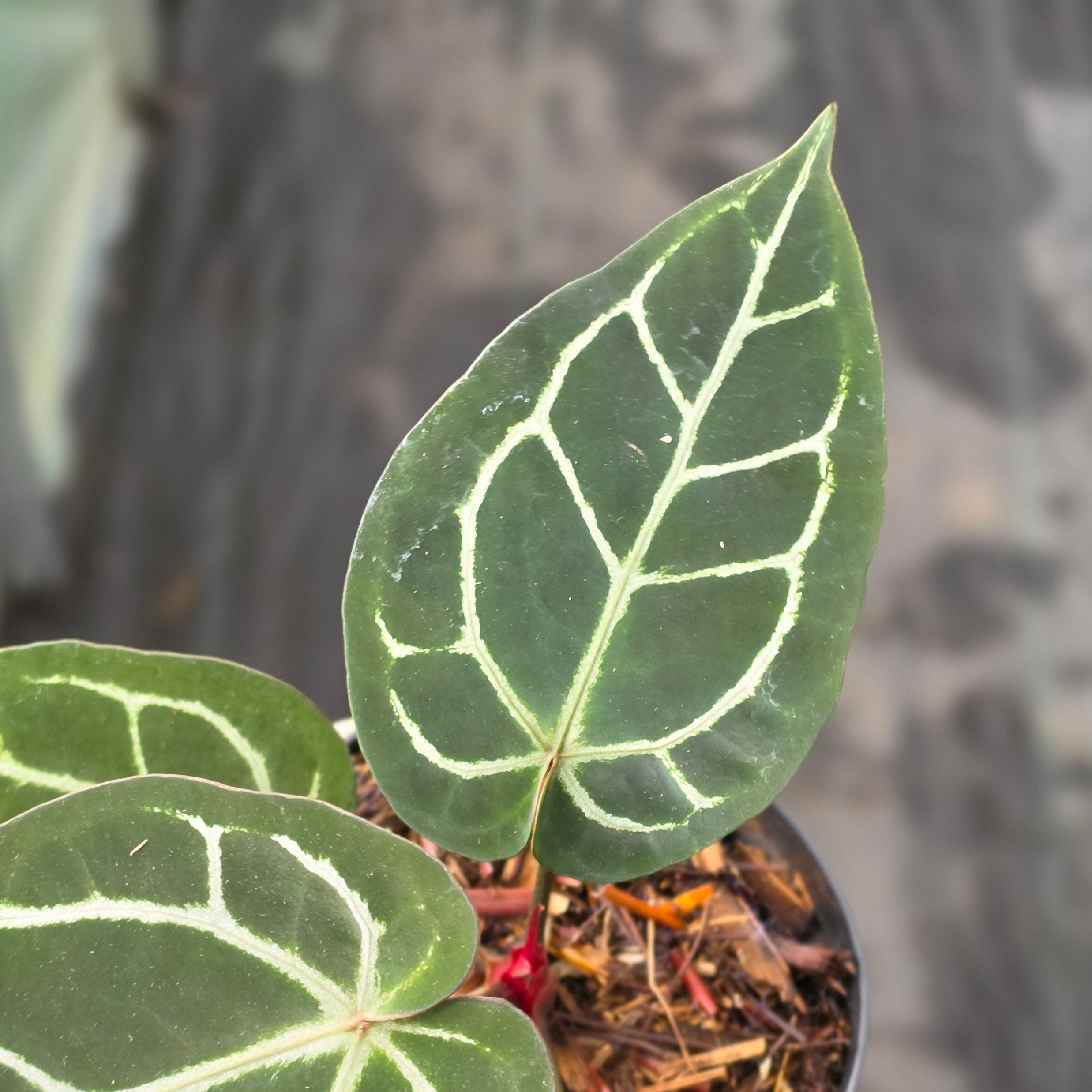 Anthurium red crystallinum NSE X dorayaki