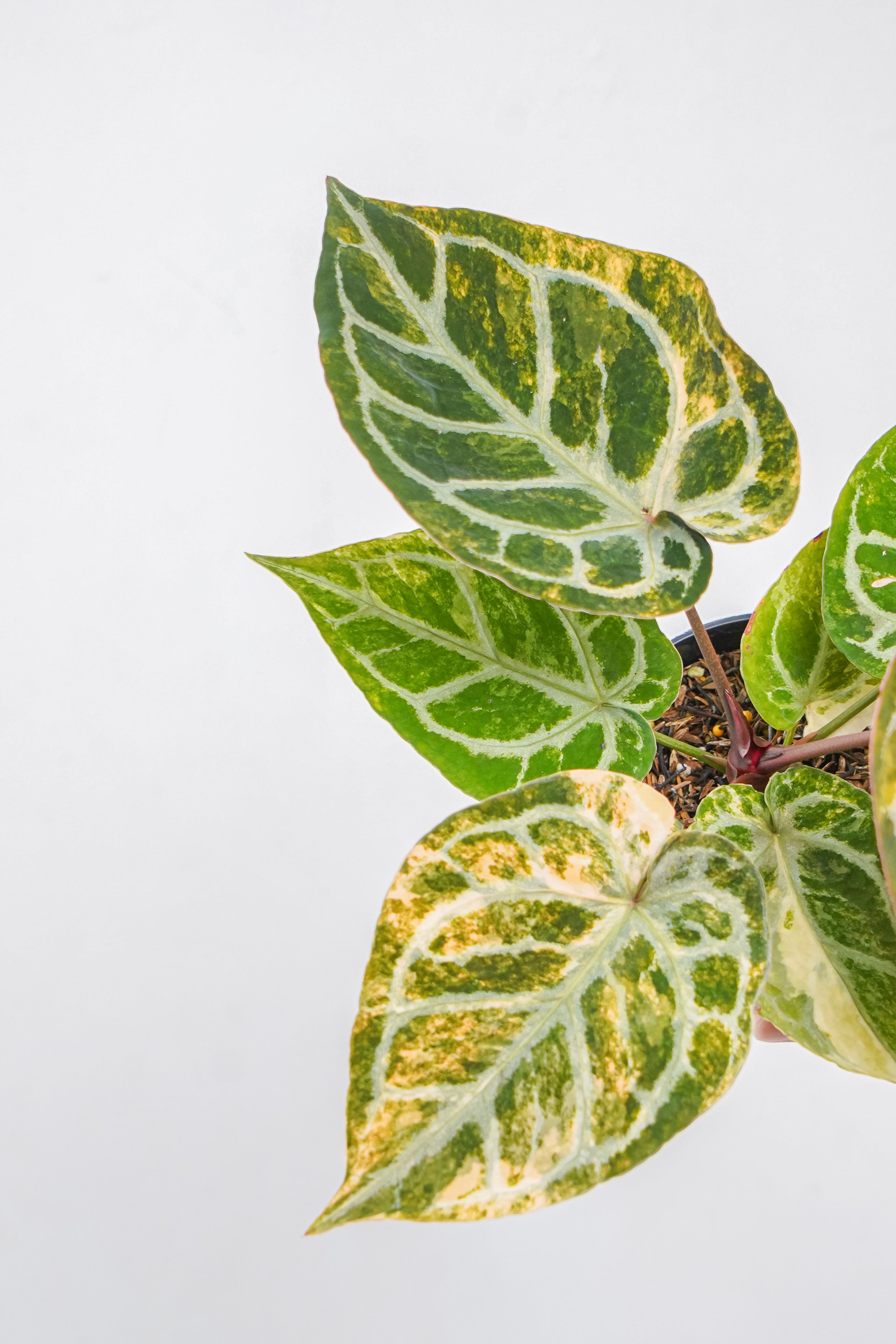 Anthurium silver blush variegated x red tiger