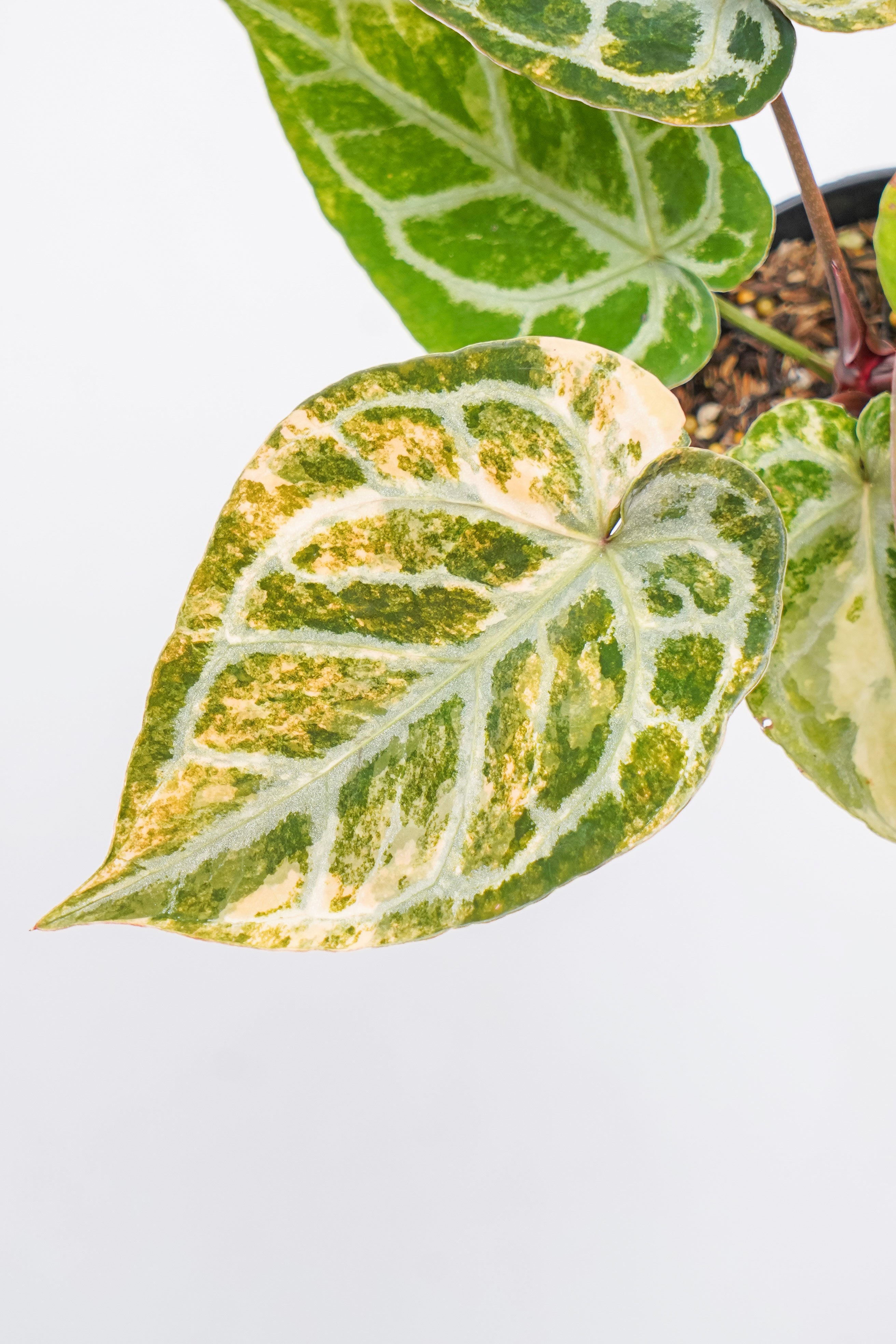 Anthurium silver blush variegated x red tiger