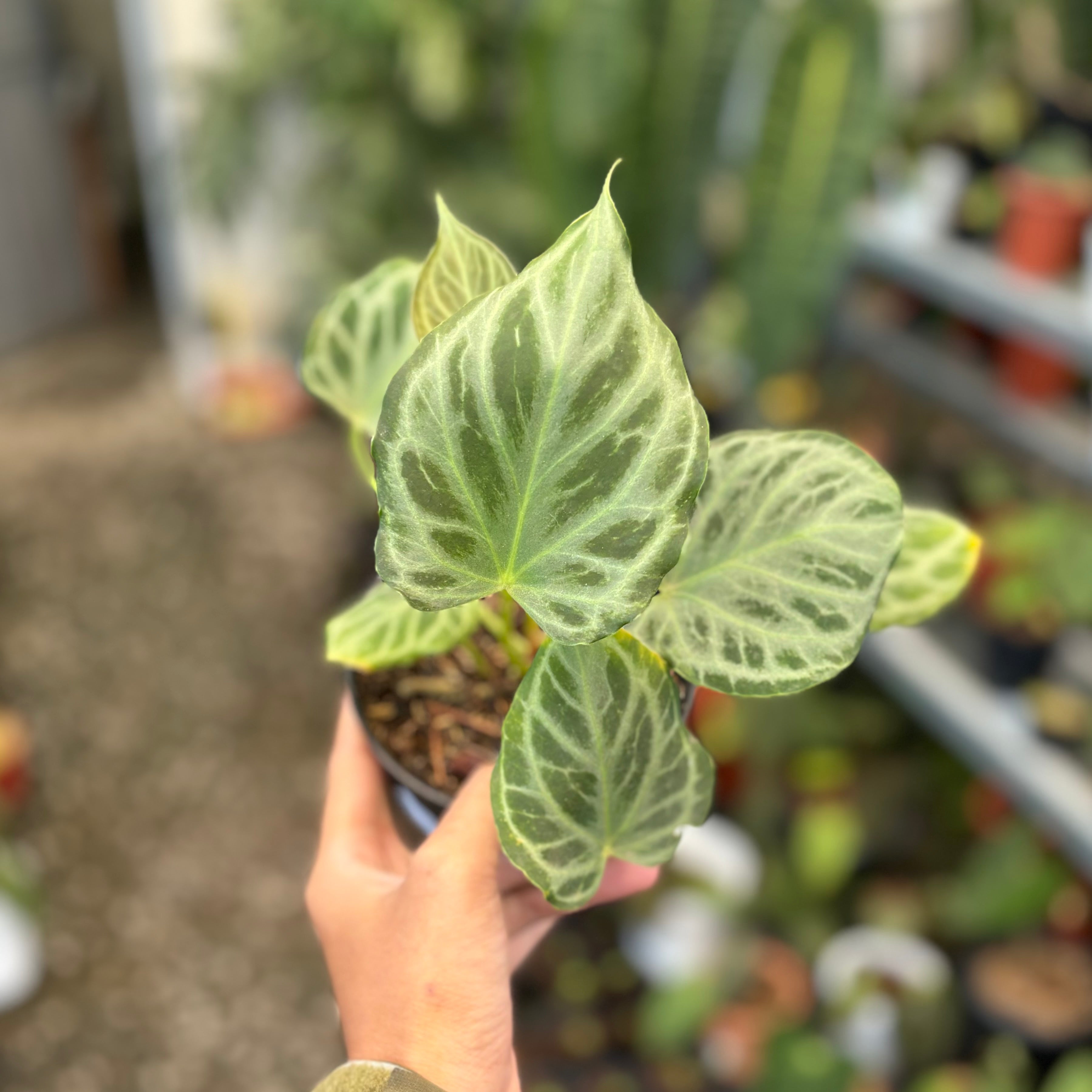 Anthurium silver tiger