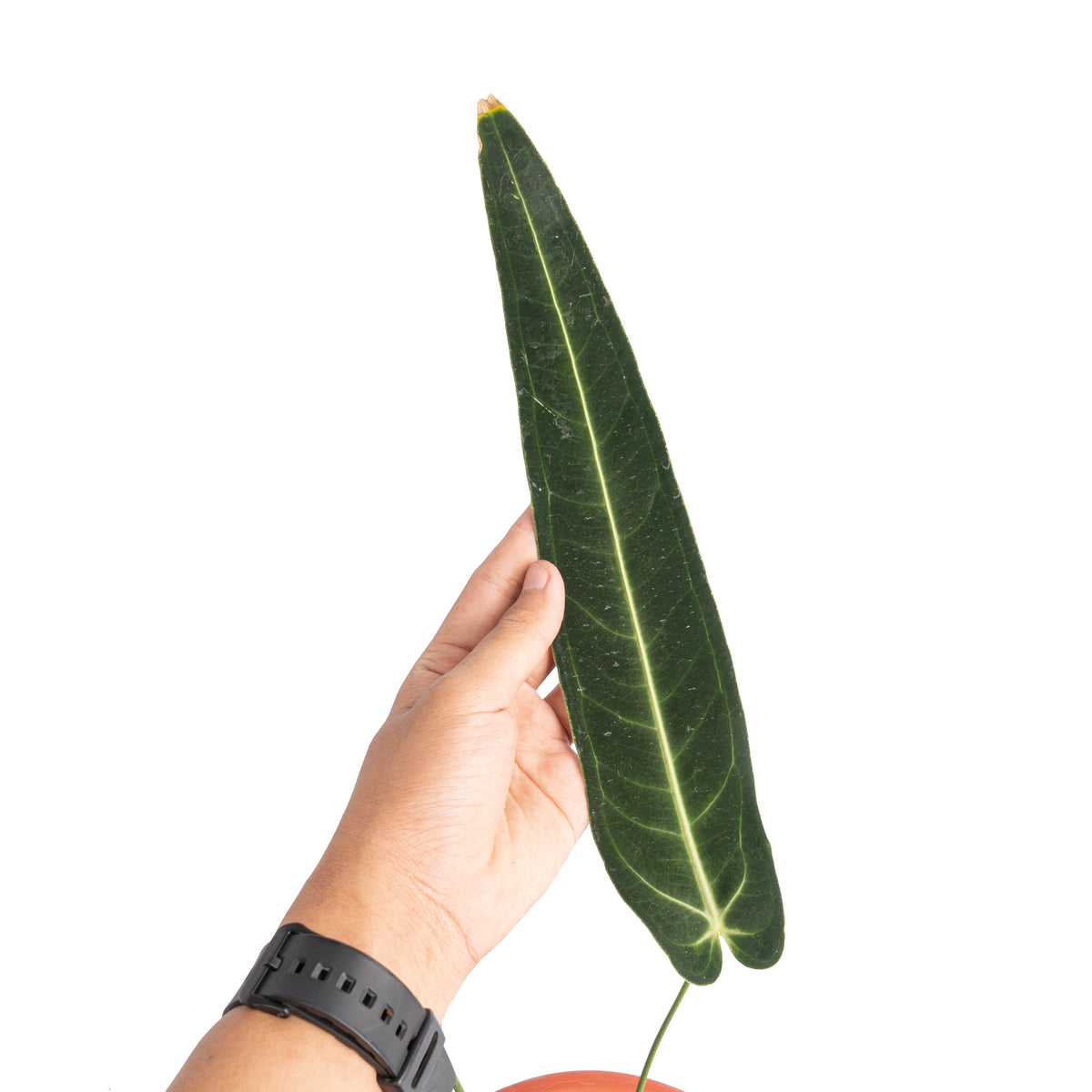 Anthurium warocqueanum dark form