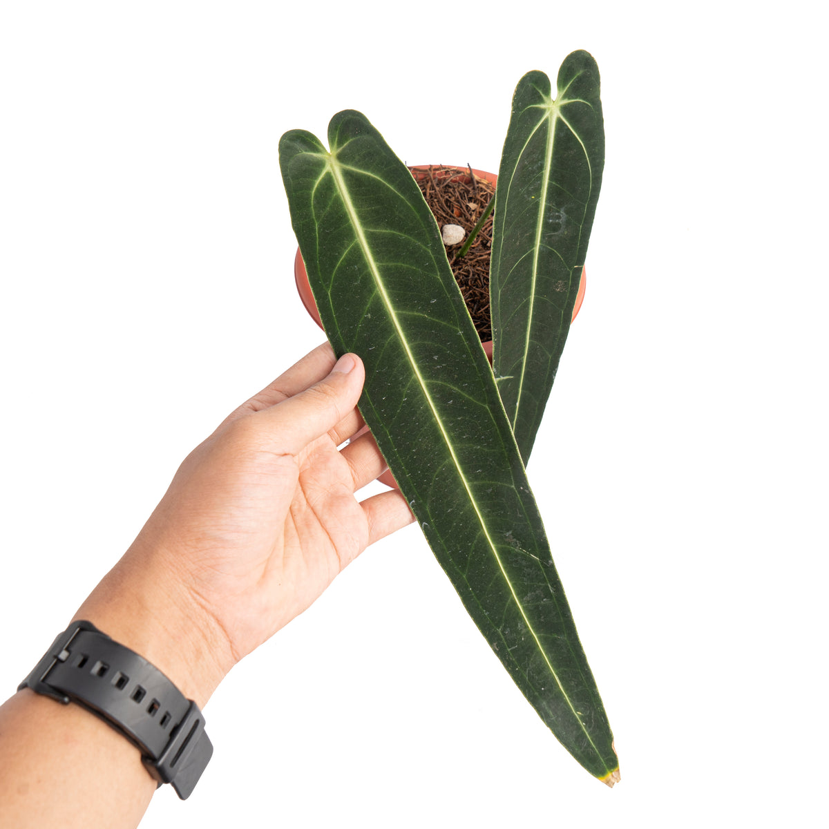 Anthurium warocqueanum dark form