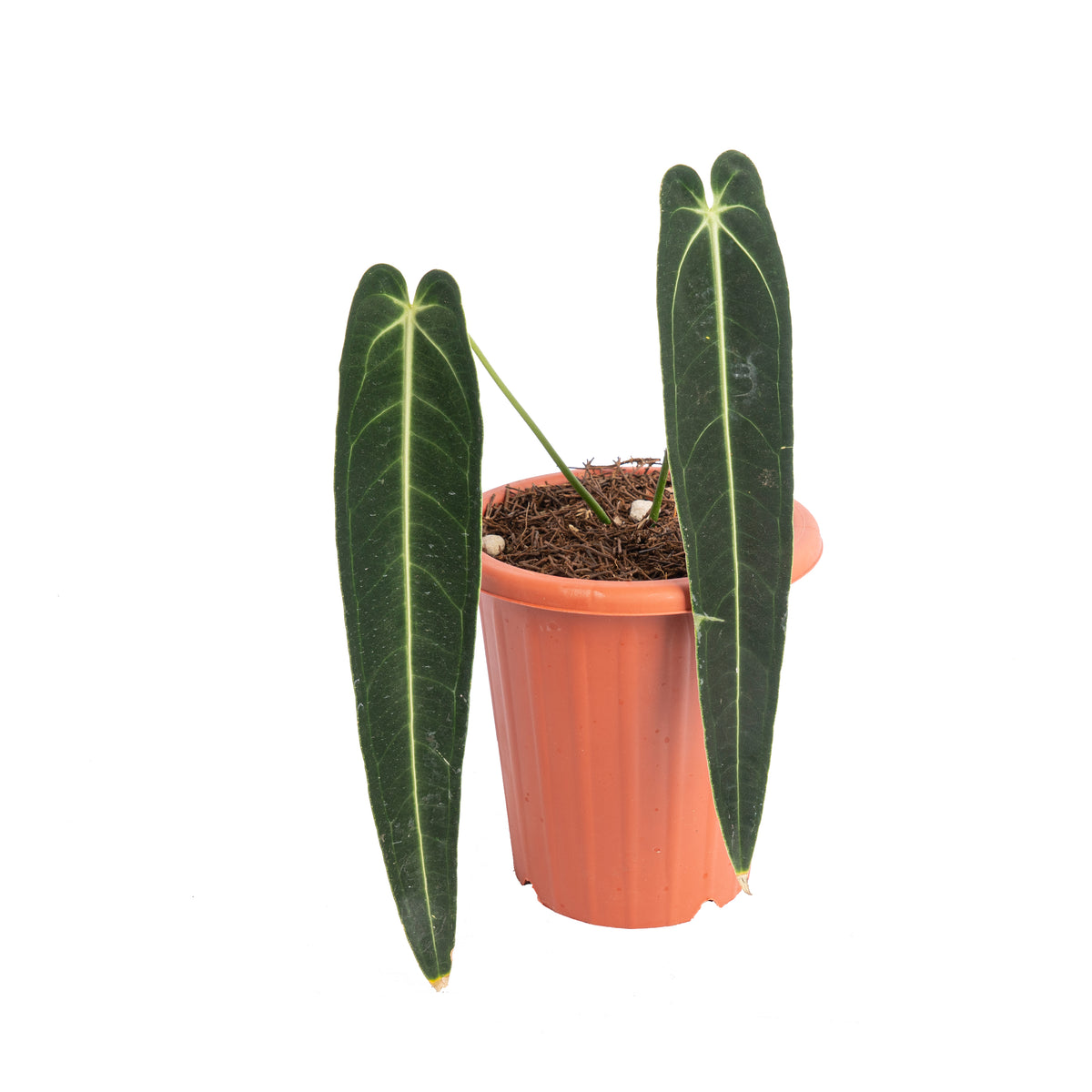 Anthurium warocqueanum dark form