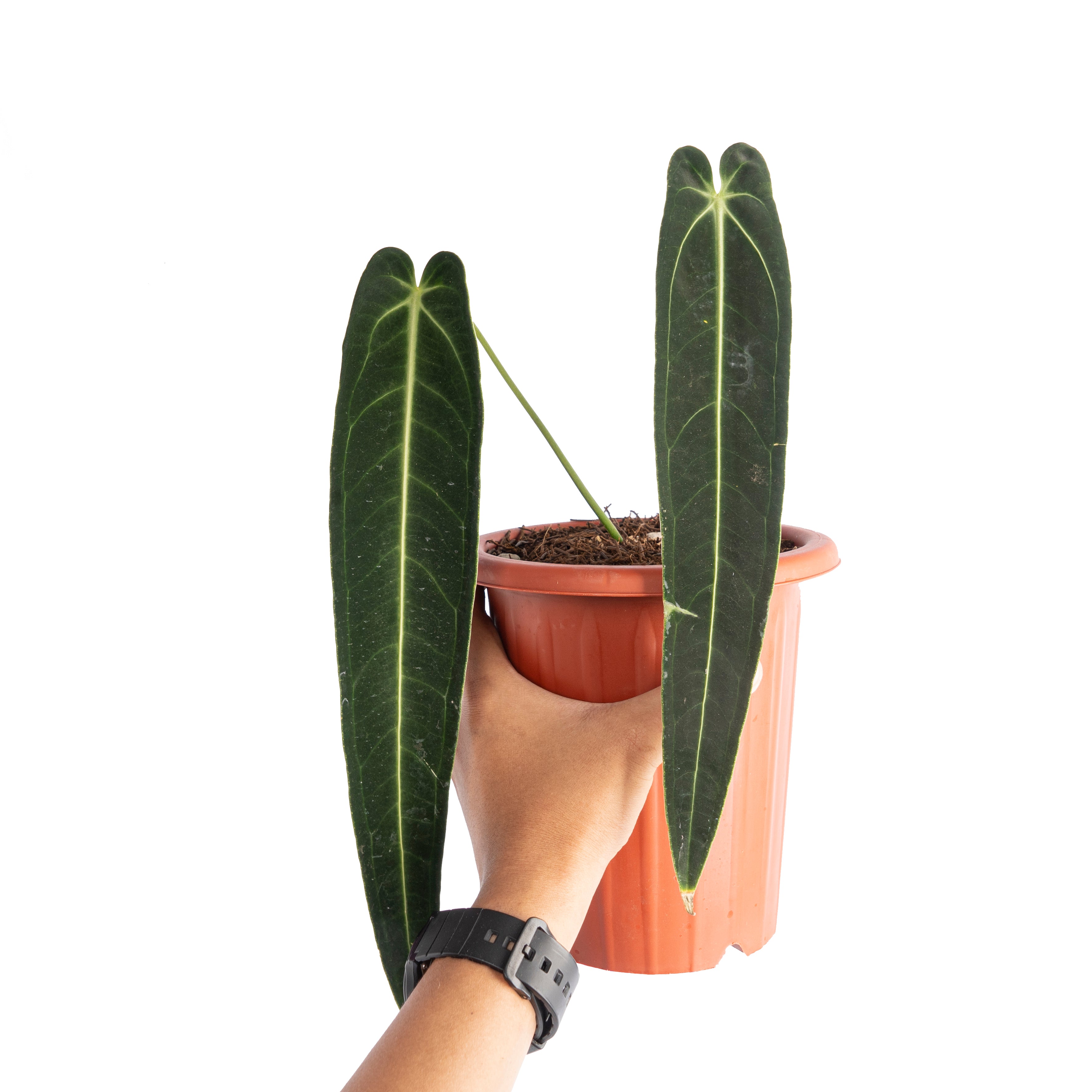 Anthurium warocqueanum dark form