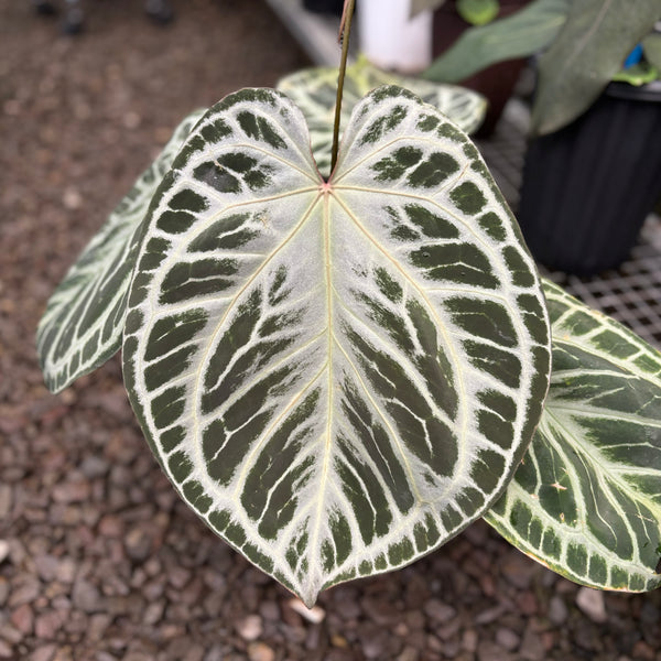 Anthurium HU x RC (King of spades x Red crystallinum) Mature size