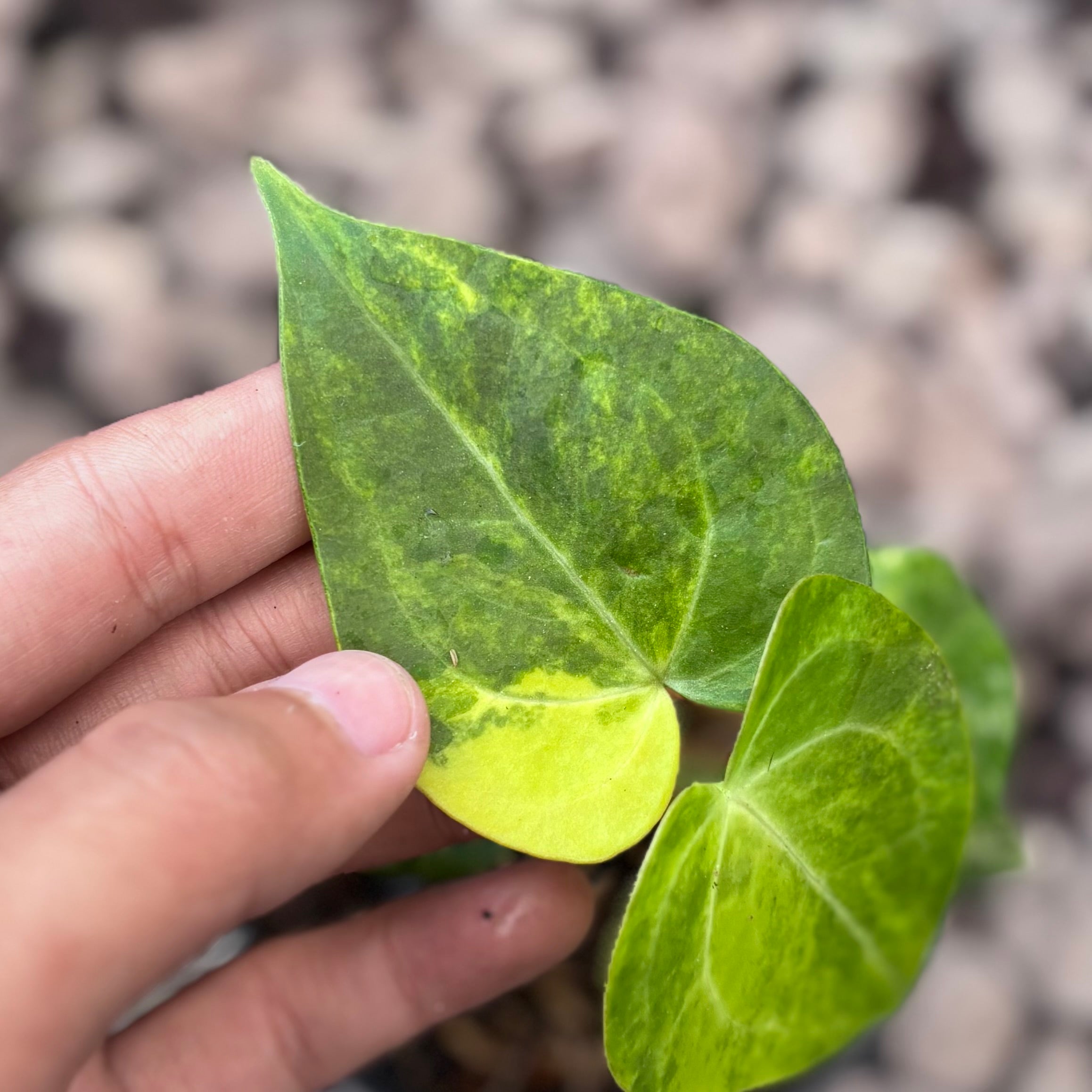 Anthurium clarinervium seedling variegated
