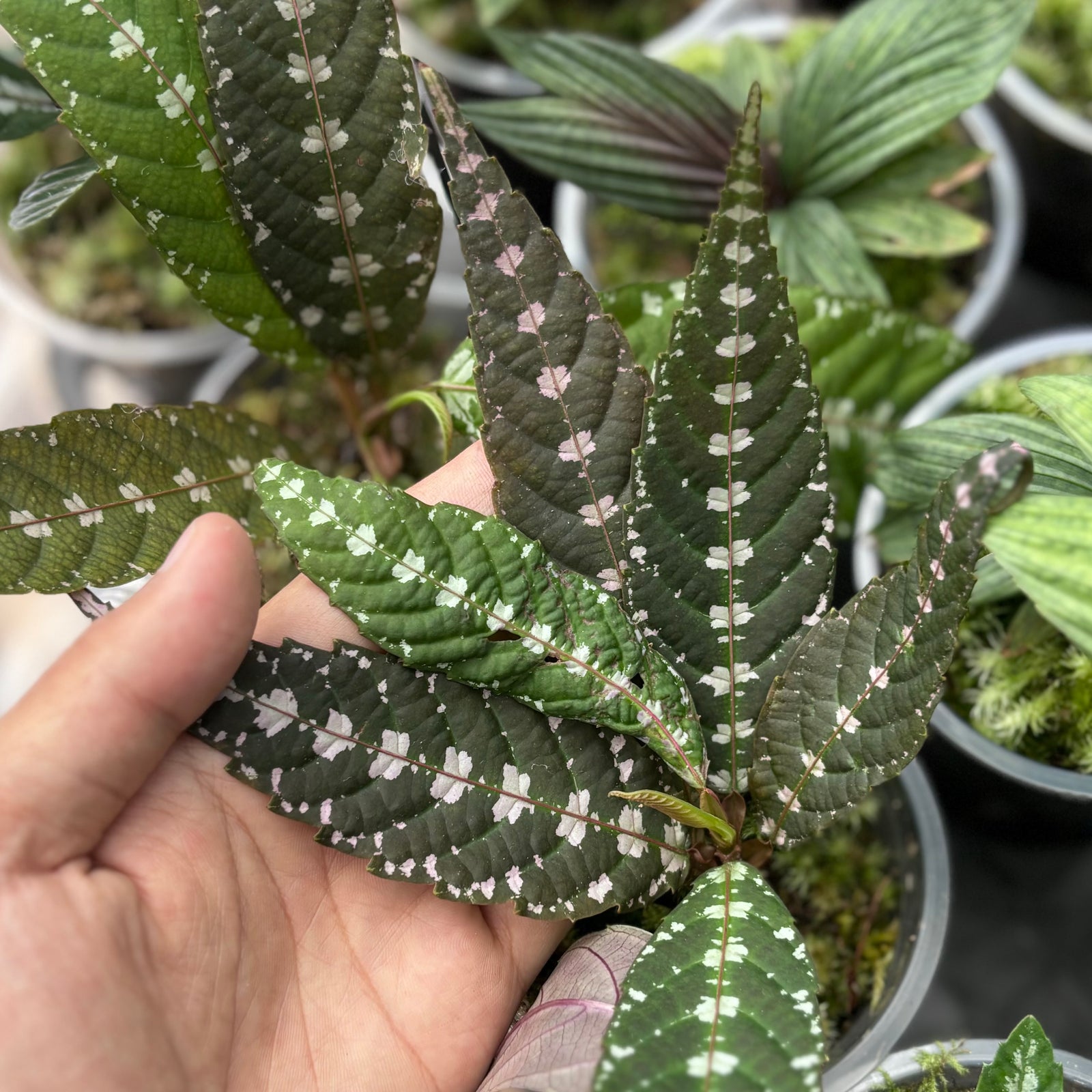 Leea zippeliana – Aroid Market