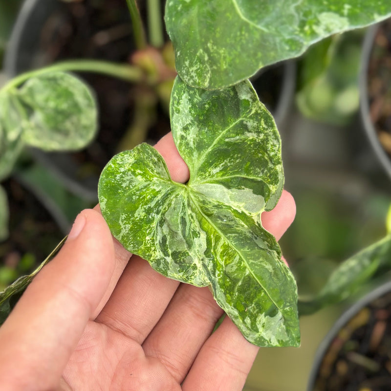 Anthurium forgetii variegated x papilaminum
