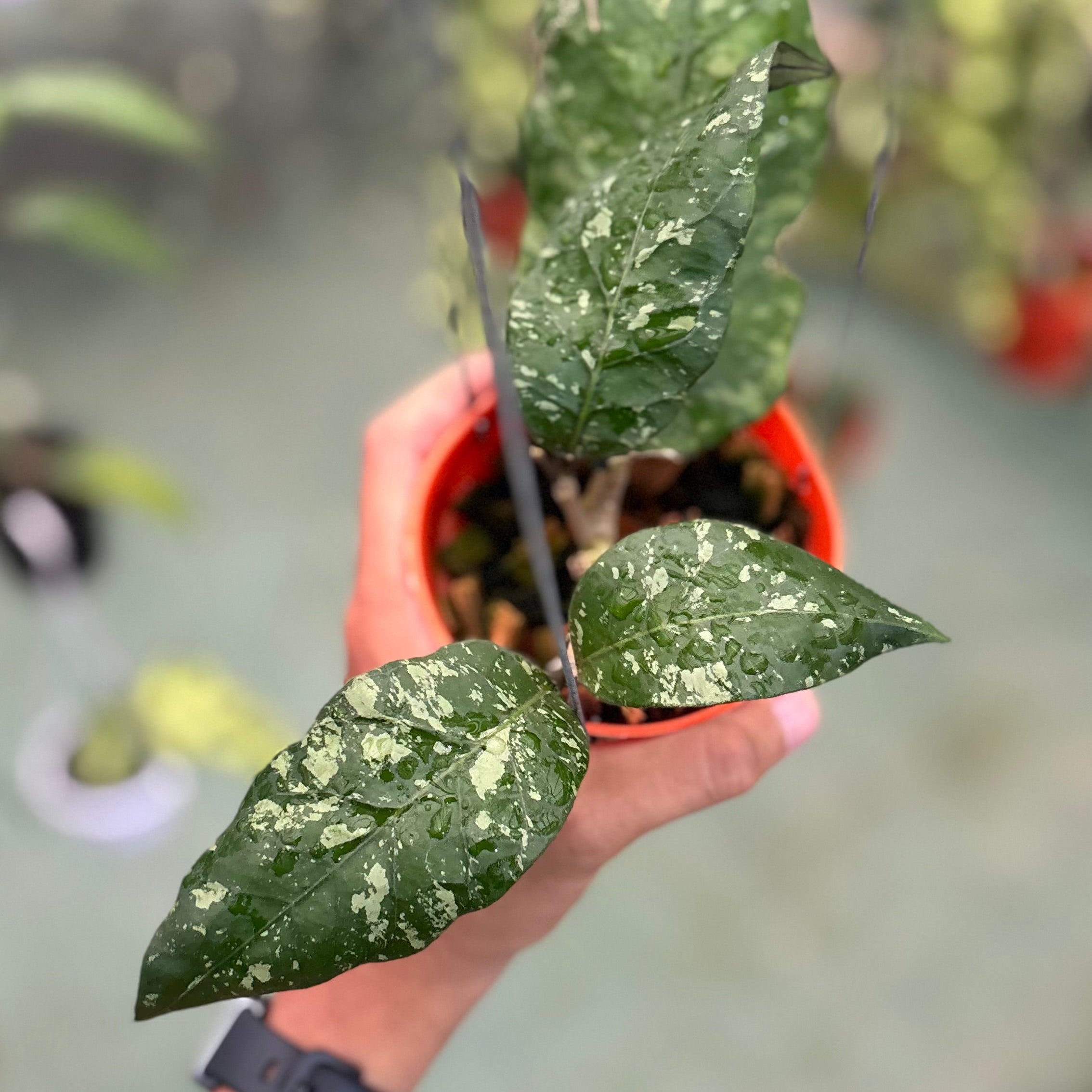 Hoya sp aceh ‘mapu’