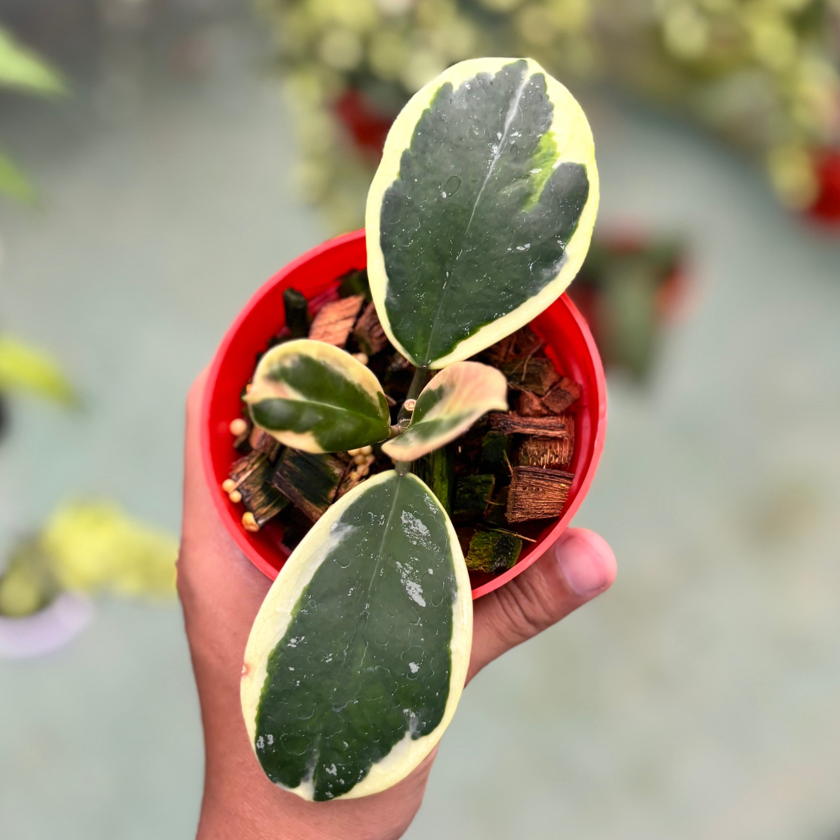 Hoya obovata albomarginata
