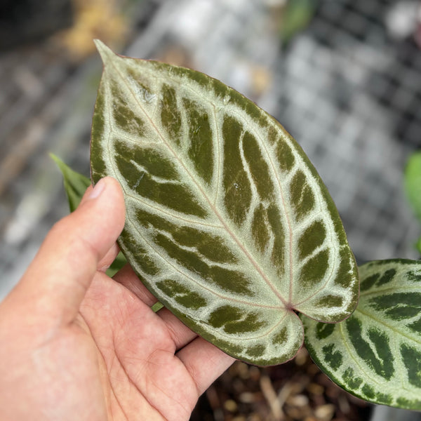 Anthurium tiger red